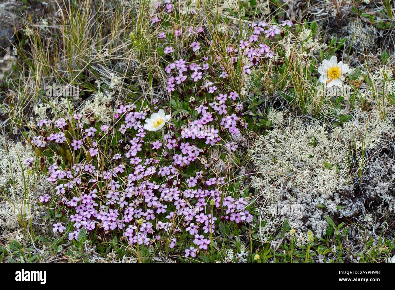 Moss Campion (Silene acaulis) e Mountain avens (Dryas octopetala) a Hofdi al Lago Myvatn nel nord-est dell'Islanda. Foto Stock