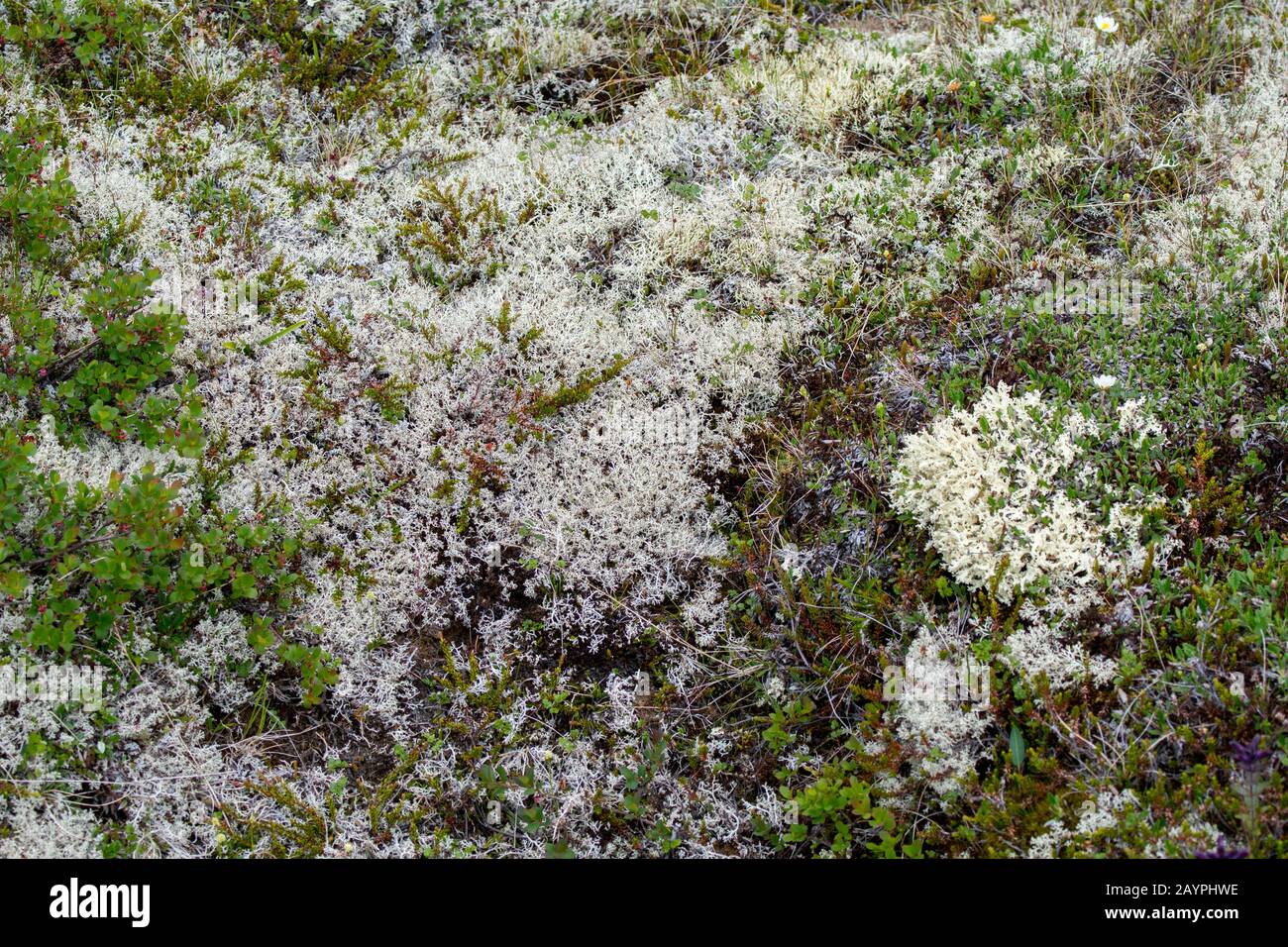 Lichen renne (Cladonia rangiferina) coprire il terreno a Hofdi al Lago Myvatn nel nord-est dell'Islanda. Foto Stock