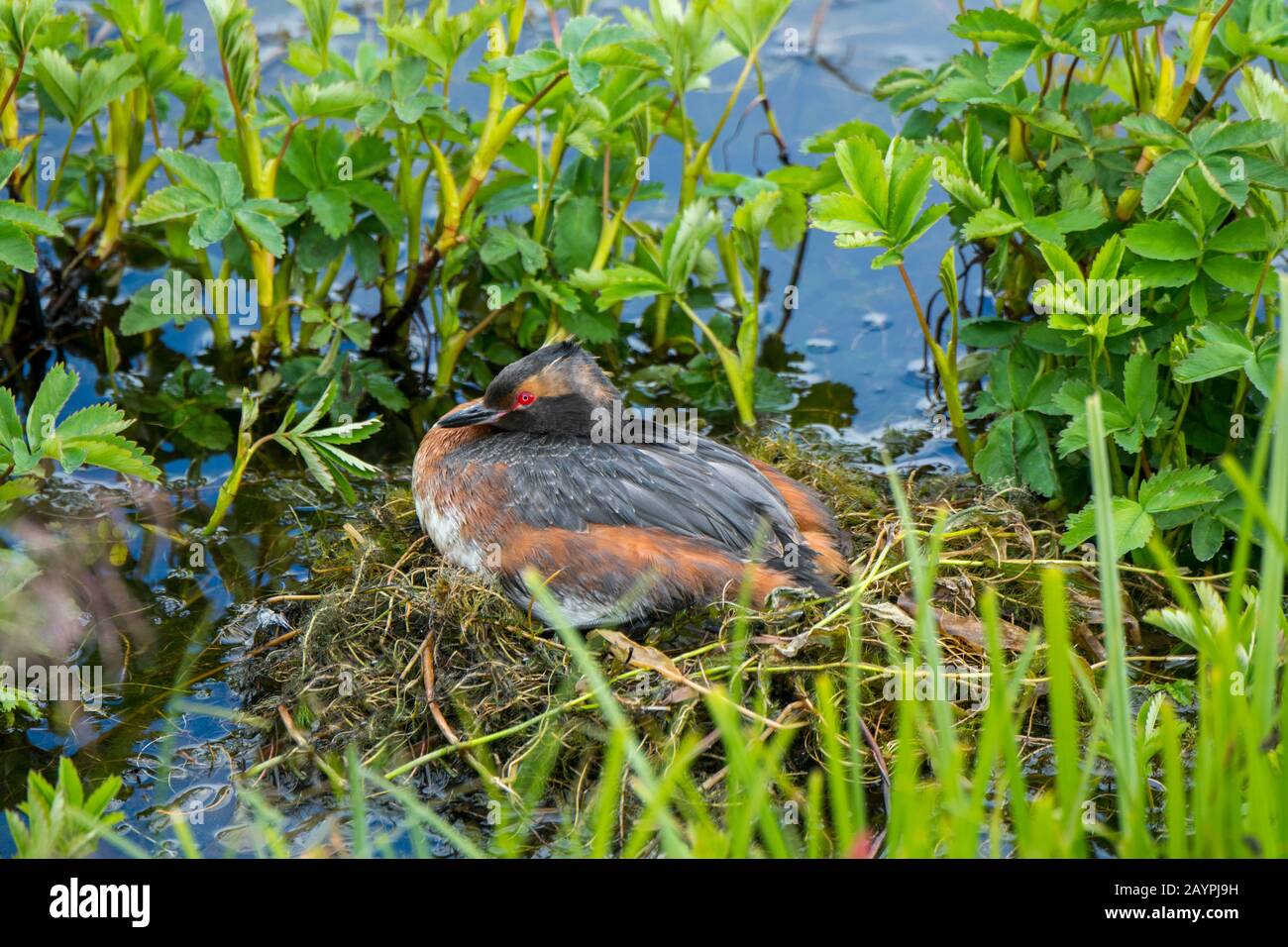 Un grebe slaviano (Podiceps auritus) sul suo nido lungo il lago Myvatn nel nord-est dell'Islanda. Foto Stock