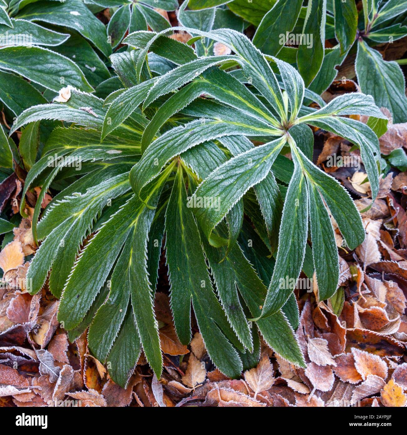 Frosty verde Hellebore viridis foglie in inverno Foto Stock