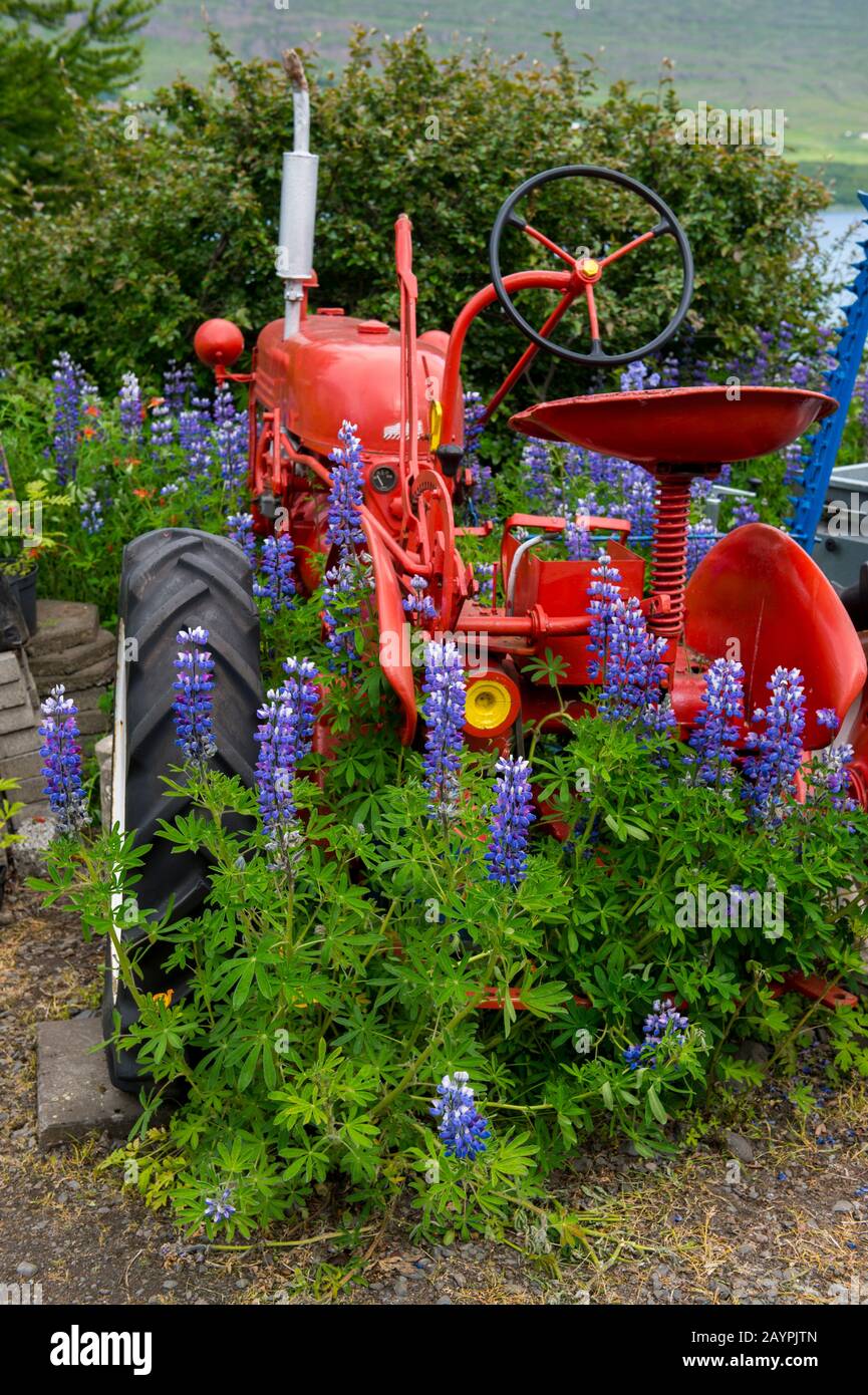I lupini di Nootka (Lupinus nootkatensis) che crescono intorno ad un vecchio trattore nella città di Akureyri, nel nord dell'Islanda. Foto Stock