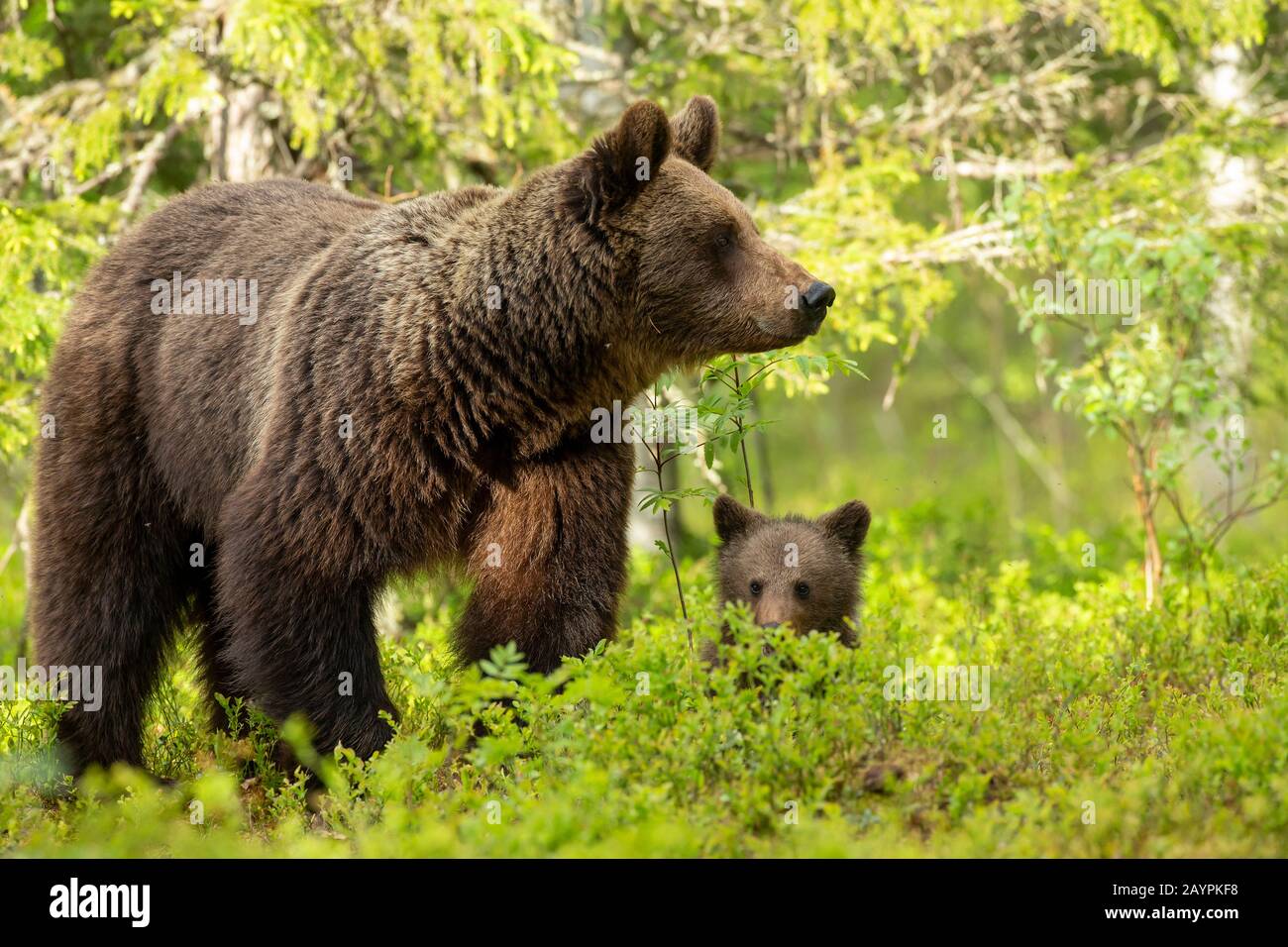 Orso bruno eurasiatico (Ursus arctos arctos) allattamento al seno Foto Stock