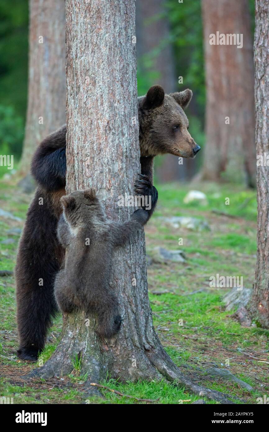 Orsi bruni eurasiatici (Ursus arctos arctos) cub e madre Foto Stock