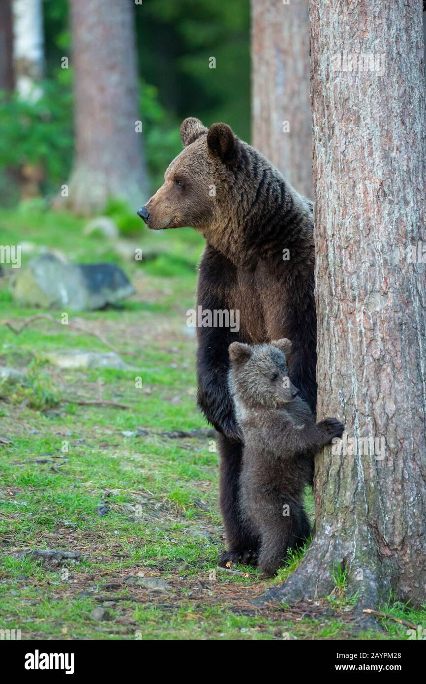 Orso bruno eurasiatico (Ursus arctos arctos) cub e mamma Foto Stock