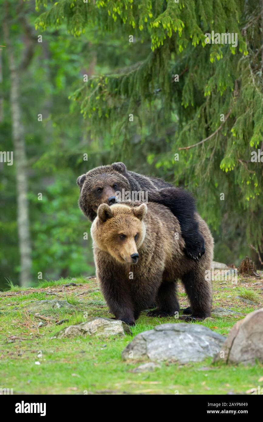 Accoppiamento degli orsi bruni eurasiatici (Ursus arctos arctos) Foto Stock