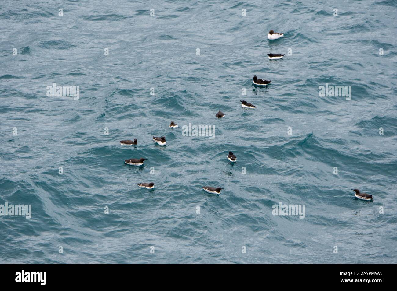 I murres comuni o guillemot comune (aria aalge) stanno galleggiando sull'acqua di fronte alle scogliere di lava al faro di Svortuloft a Snaefellsjokull N. Foto Stock
