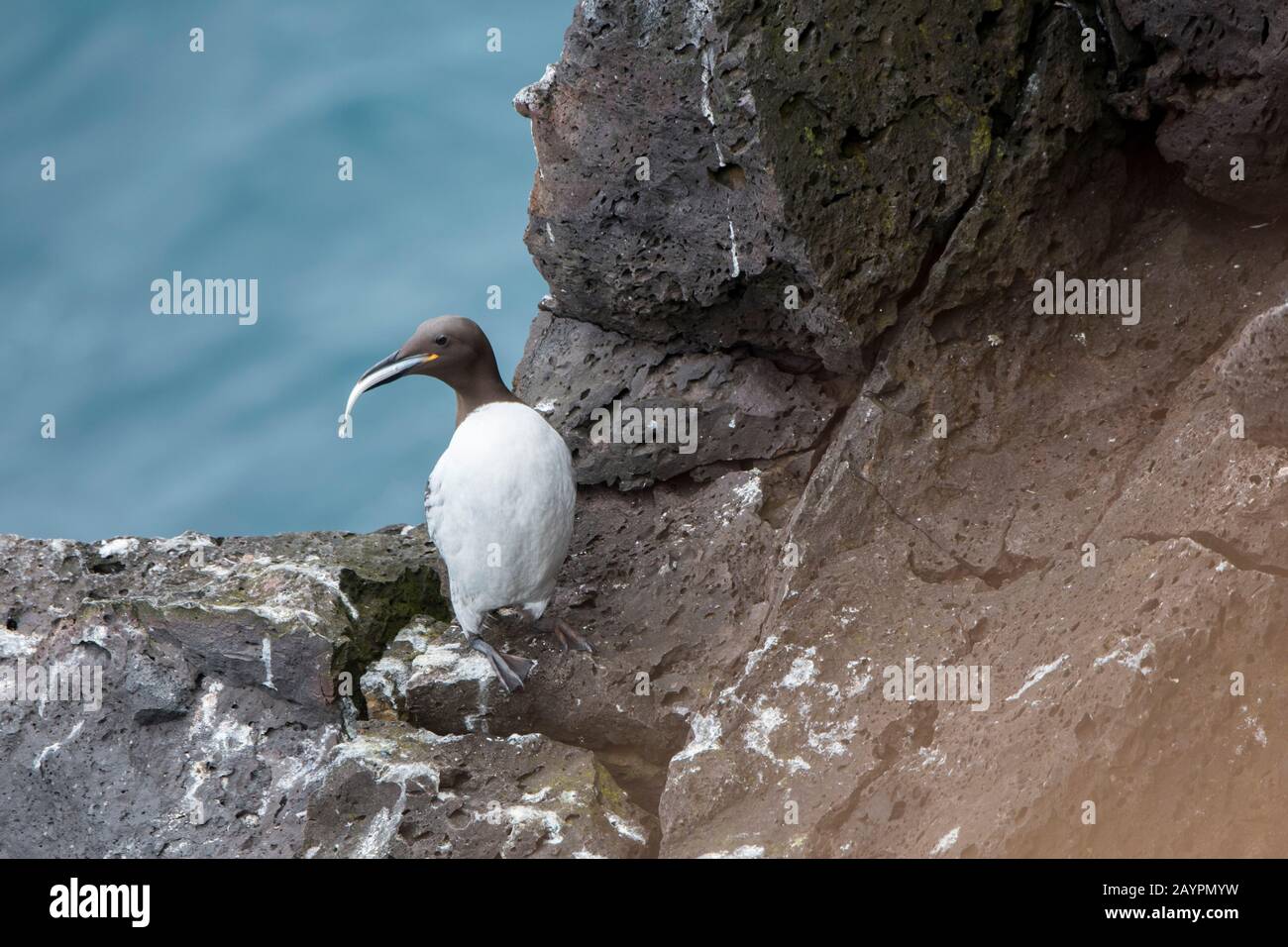 Un murre comune o guillemot comune (Uria aalge) con un'anguilla di sabbia appollaiata sulle scogliere di lava al faro di Svortuloft in Snaefellsjokull National Pa Foto Stock