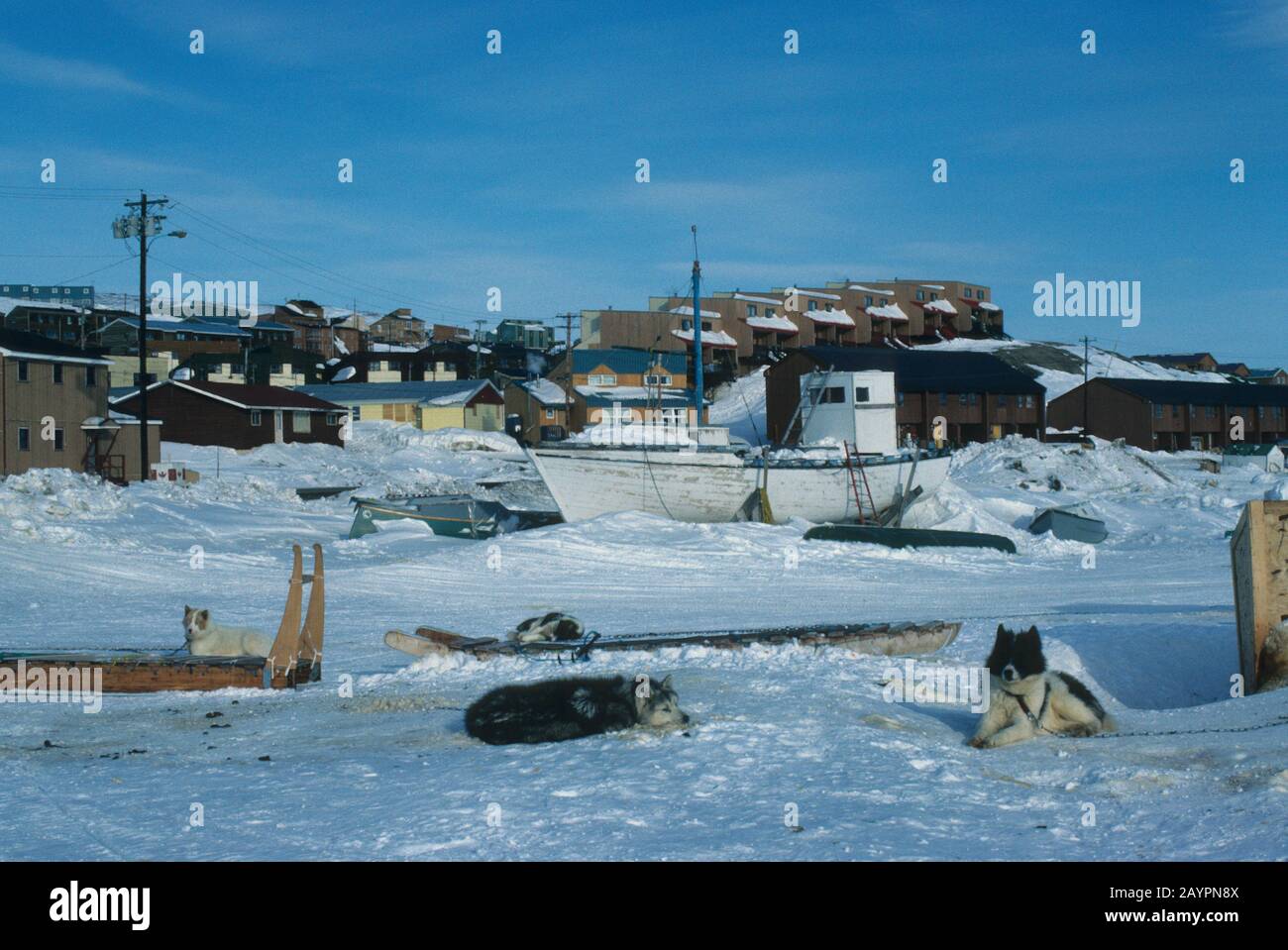 I Husky sono incatenati in inverno a Iqaluit sull'isola di Baffin a Nunavut, Canada. Foto Stock