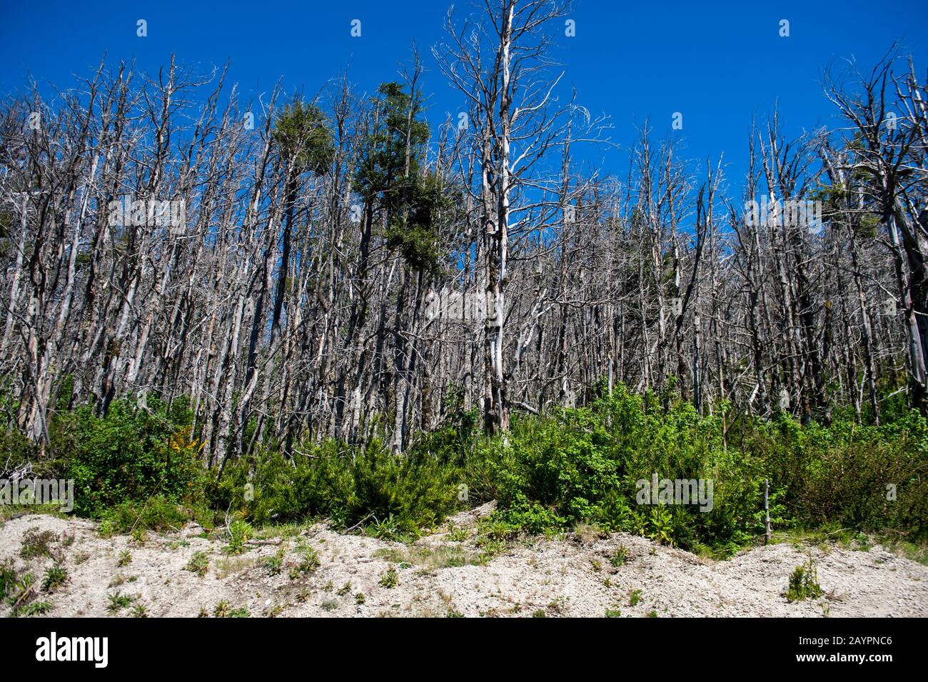 Una foresta con alberi morti dall'eruzione del Puyehue-Cordón Caulle 2011 lungo la strada vicino al Passo Cardenal Antonio Samoré, che è uno dei principali m. Foto Stock