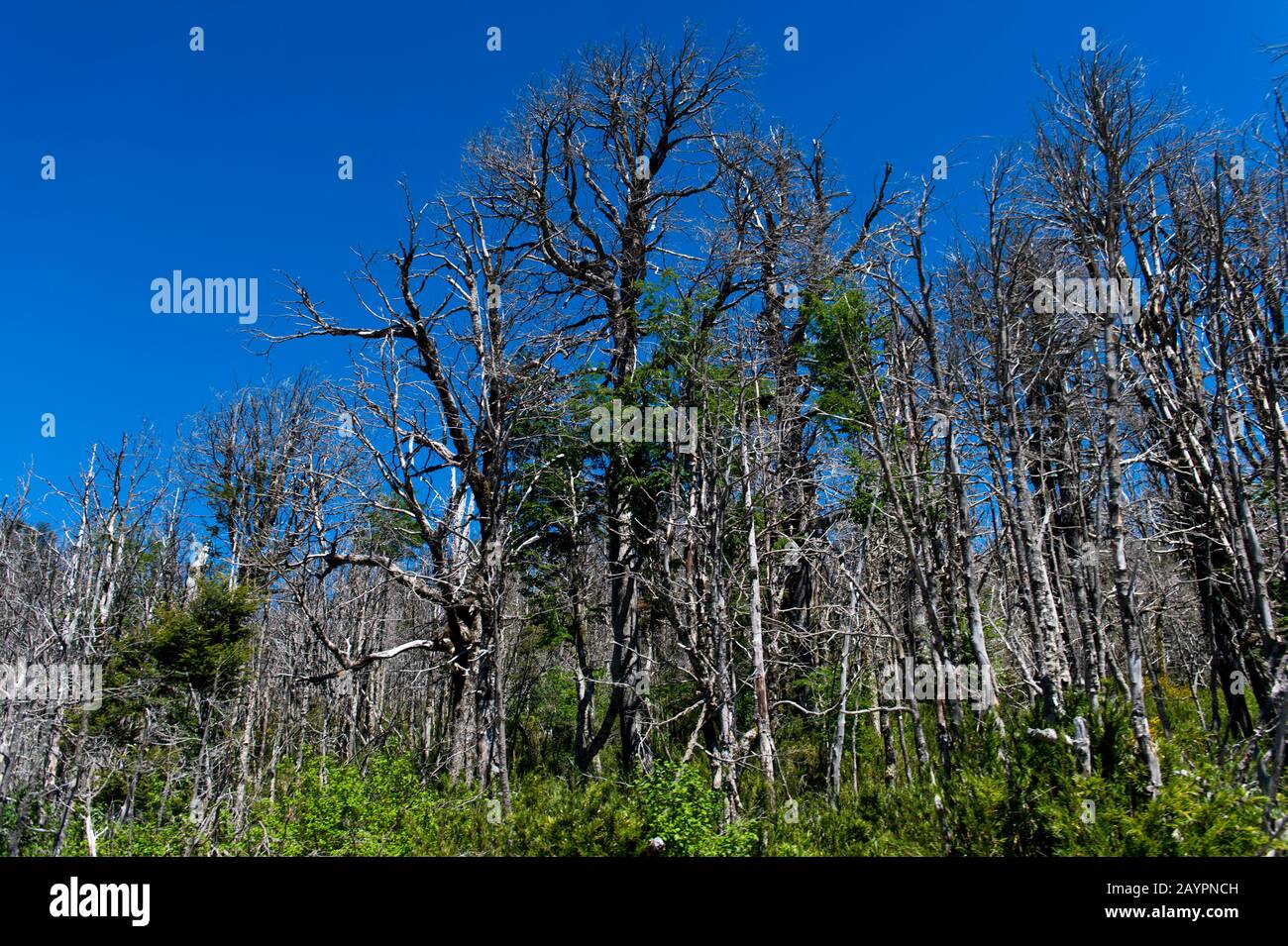 Una foresta con alberi morti dall'eruzione del Puyehue-Cordón Caulle 2011 lungo la strada vicino al Passo Cardenal Antonio Samoré, che è uno dei principali m. Foto Stock
