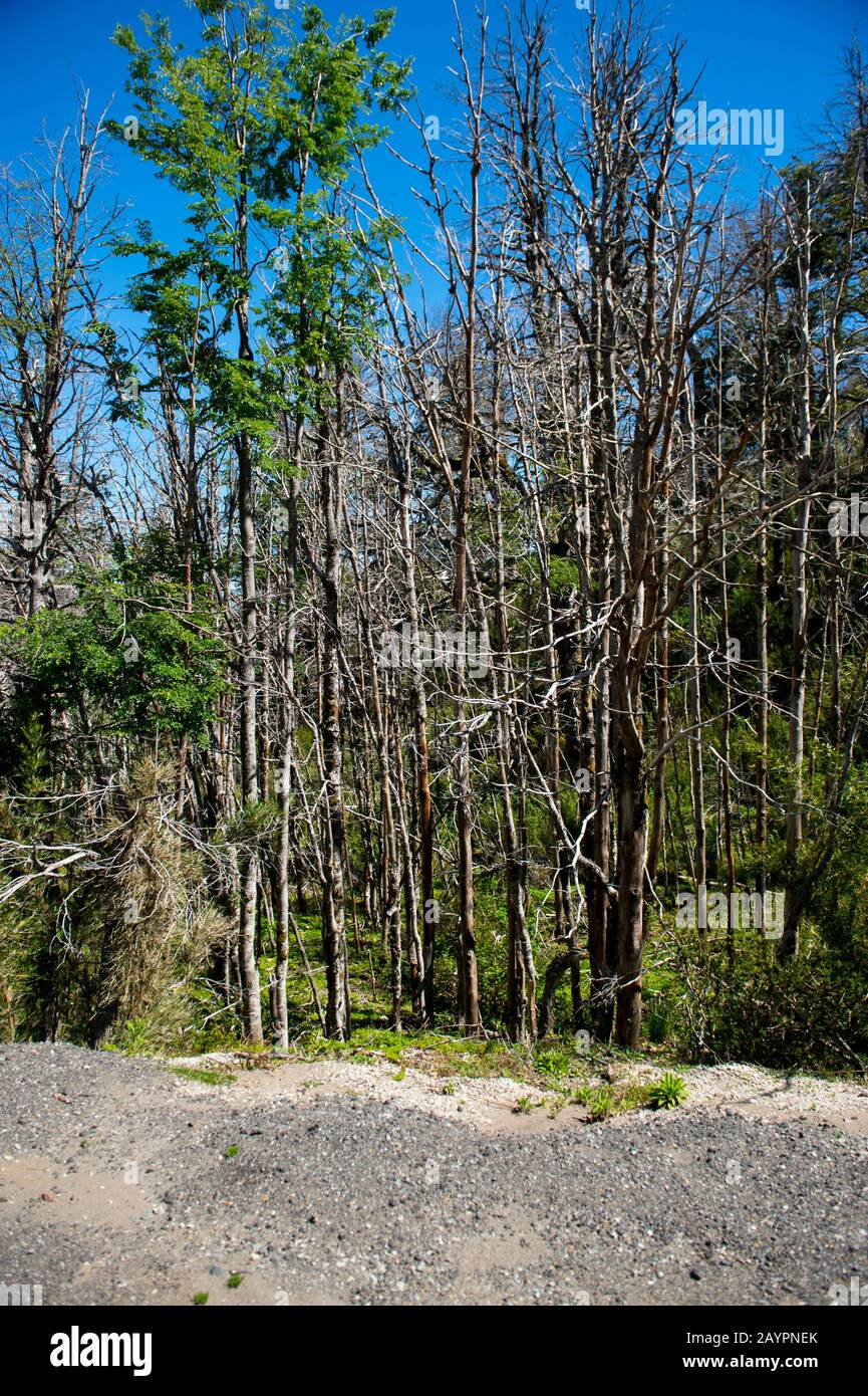 Una foresta con alberi morti dall'eruzione del Puyehue-Cordón Caulle 2011 lungo la strada vicino al Passo Cardenal Antonio Samoré, che è uno dei principali m. Foto Stock