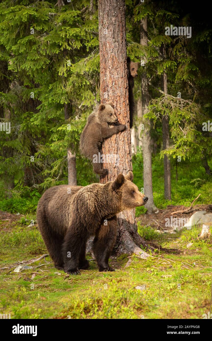La famiglia dell'orso bruno eurasiatico (Ursus arctos arctos) sullo sguardo fuori Foto Stock