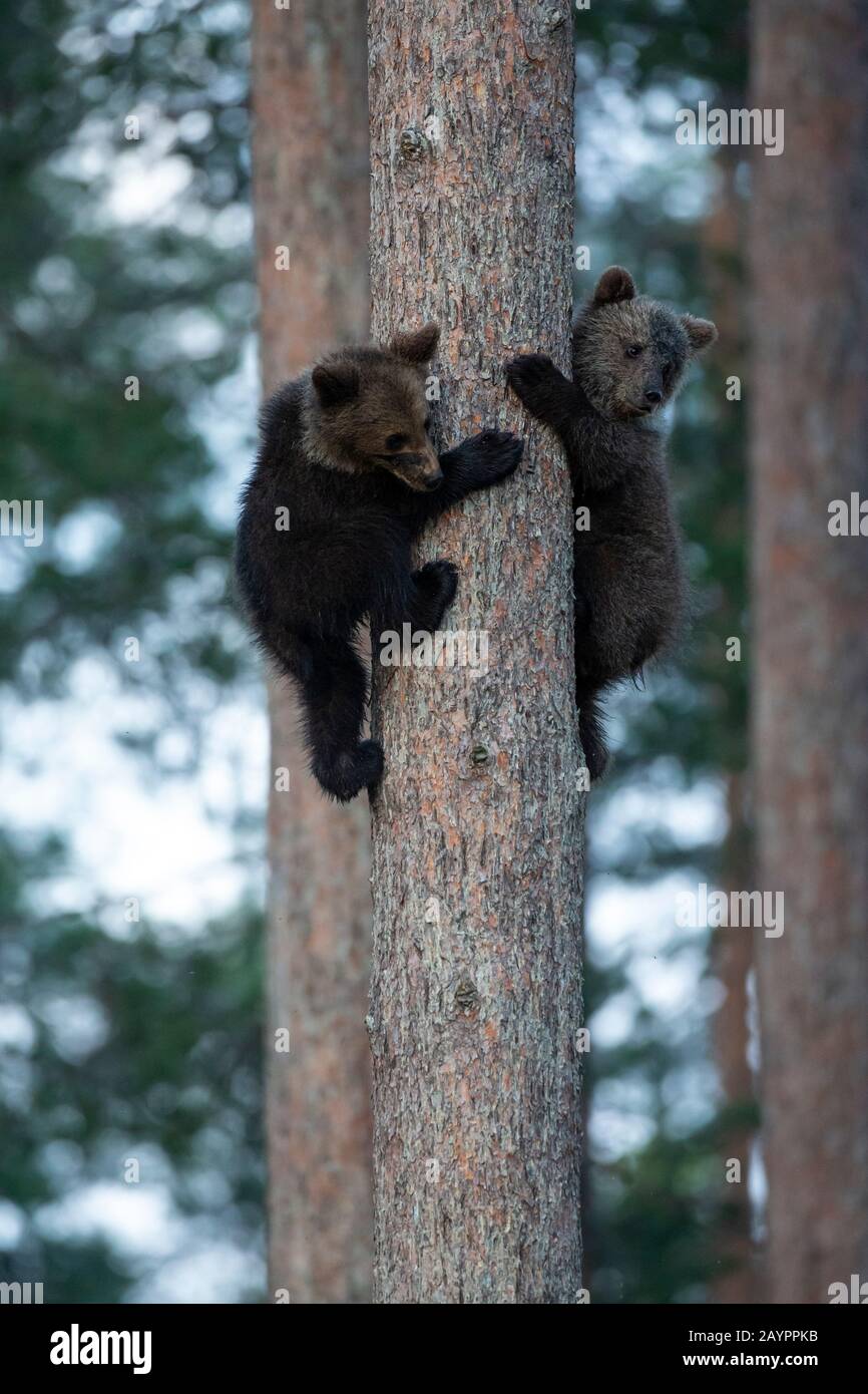 Orsi bruni eurasiatici (Ursus arctos arctos) cubs che arrampicano un albero Foto Stock