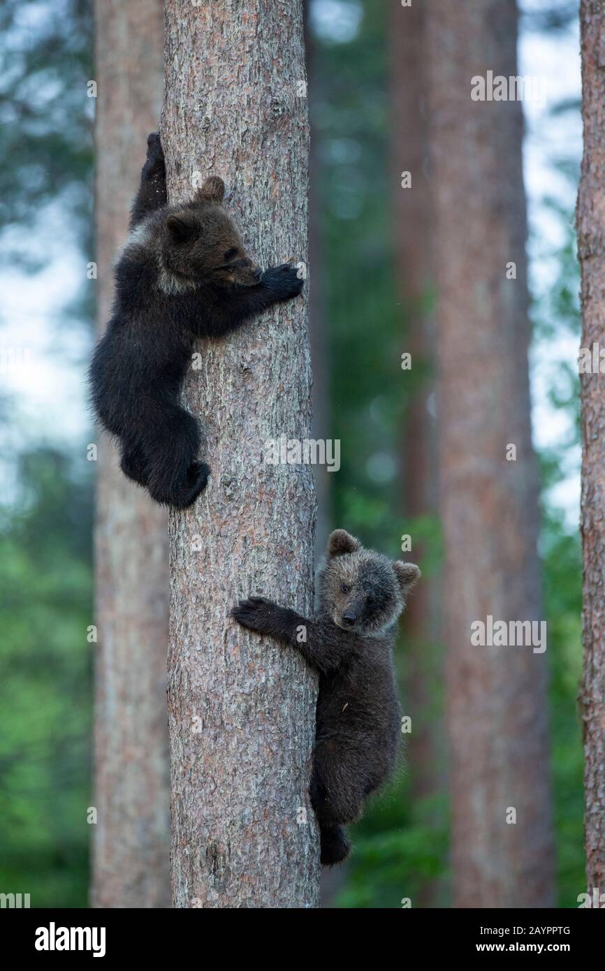 Orso bruno eurasiatico (Ursus arctos arctos) cubs che arrampicano un albero Foto Stock