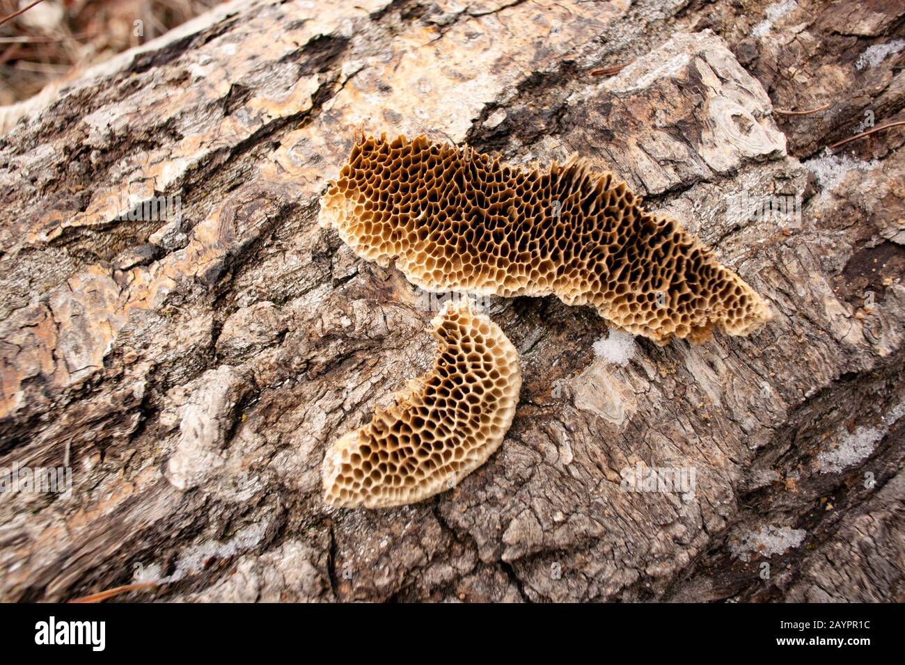 Tramete di TROG. Pori simili a nido d'ape di un fungo trogii di Trametes, che stava crescendo sul tronco di un albero nero morto di cottonwood. Foto Stock