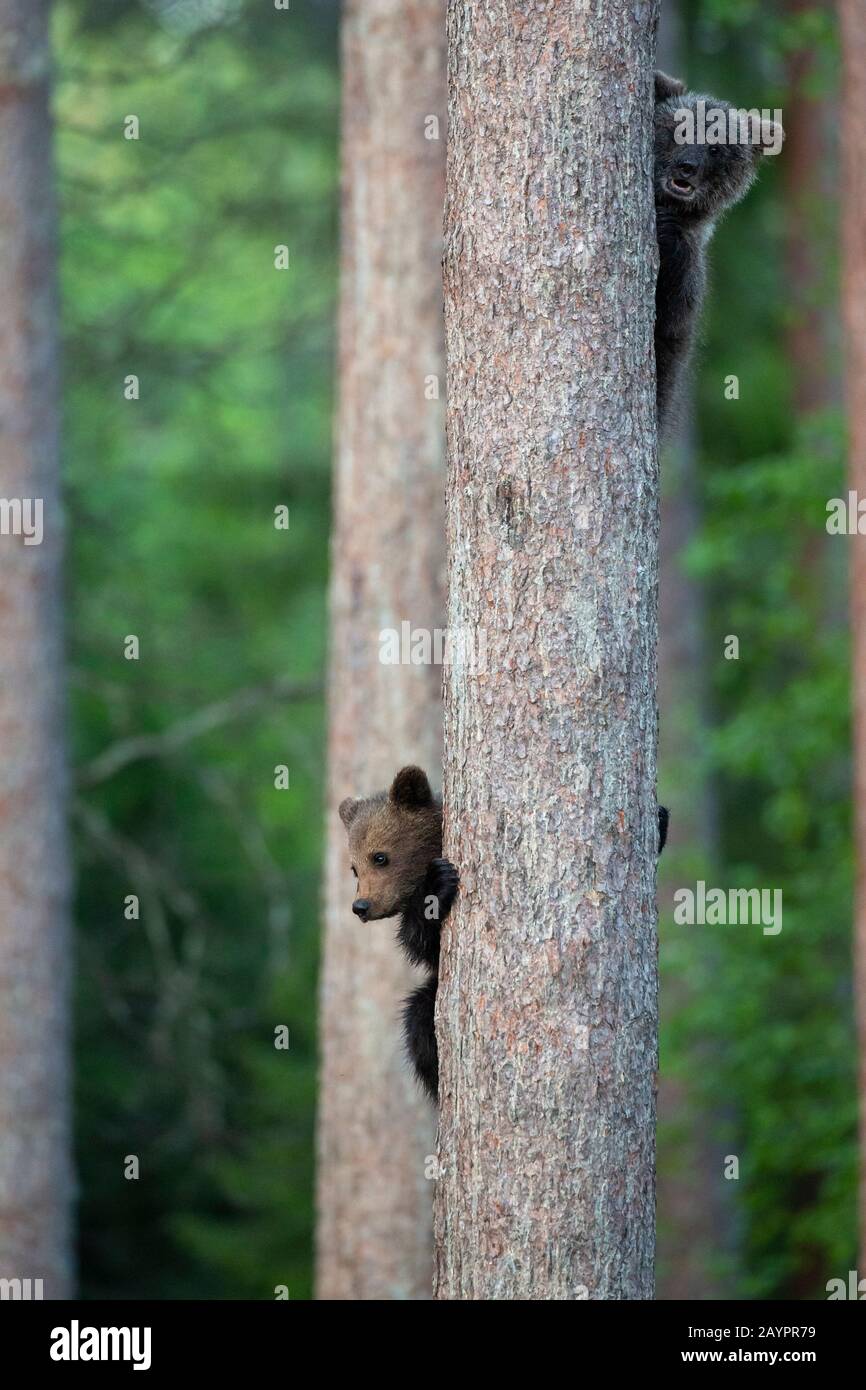 Orso bruno eurasiatico (Ursus arctos arctos) cubs che arrampicano un albero Foto Stock