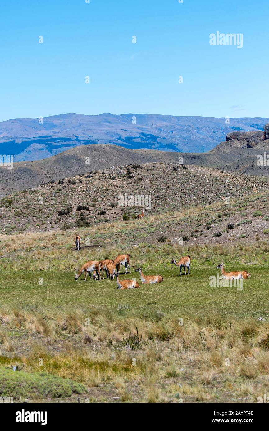 Un gruppo di guanacos (lama guanicoe) che pascolano nel Parco Nazionale Torres del Paine nel Cile meridionale. Foto Stock