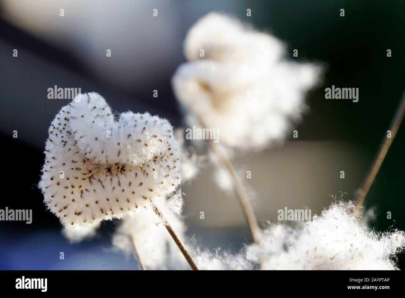 Samen der Herbst-Anemone (Anemone hupehensis) Foto Stock