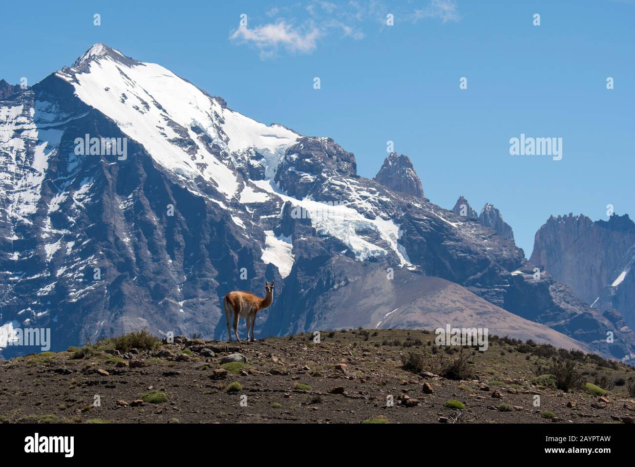 Un maschio guanaco (lama guanicoe) sta sorvegliando il suo territorio nel Parco Nazionale Torres del Paine nel Cile meridionale. Foto Stock