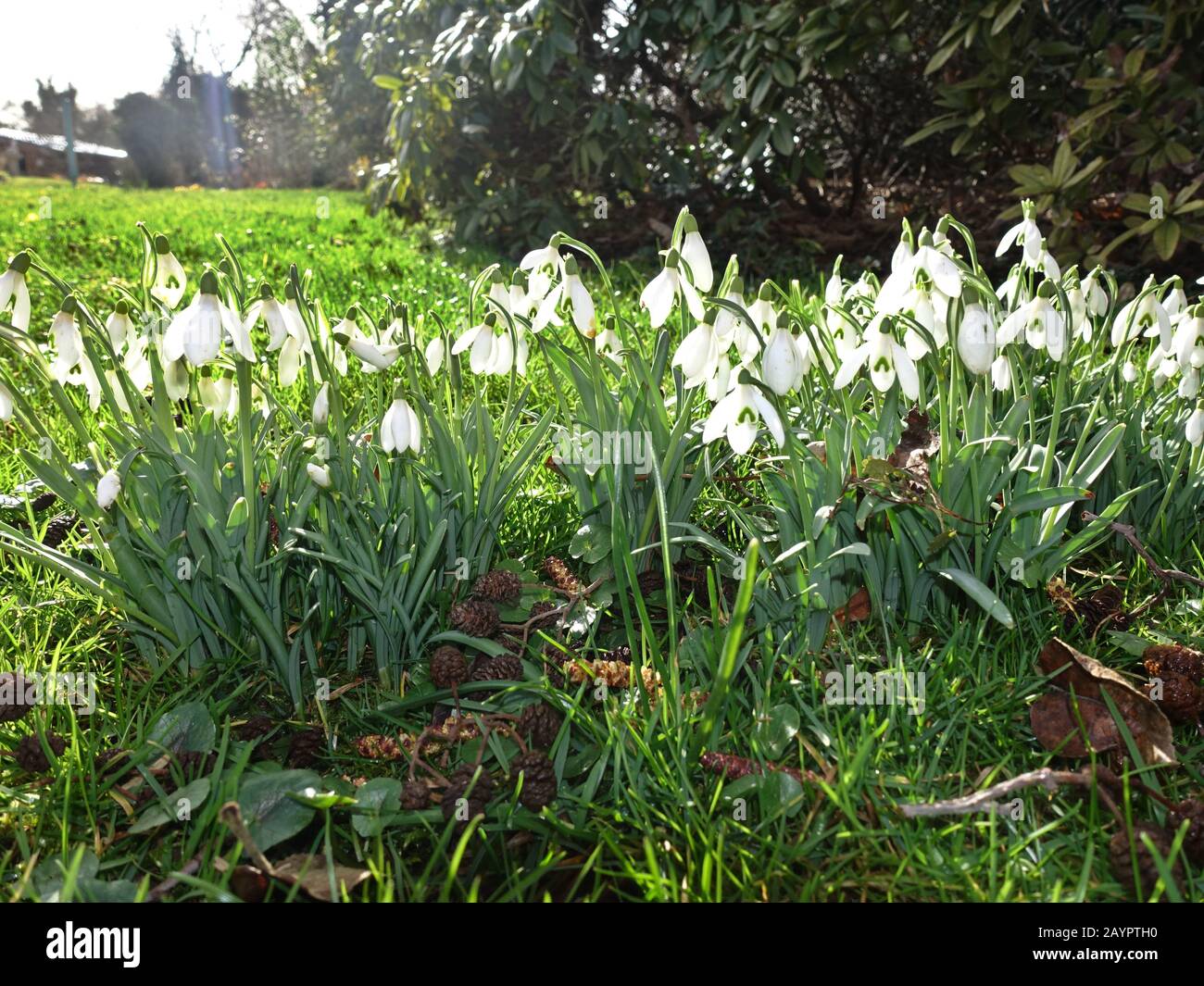 Gewöhnliches Schneeglöckchen (Galanthus nivalis) - blühende Pflanze Foto Stock