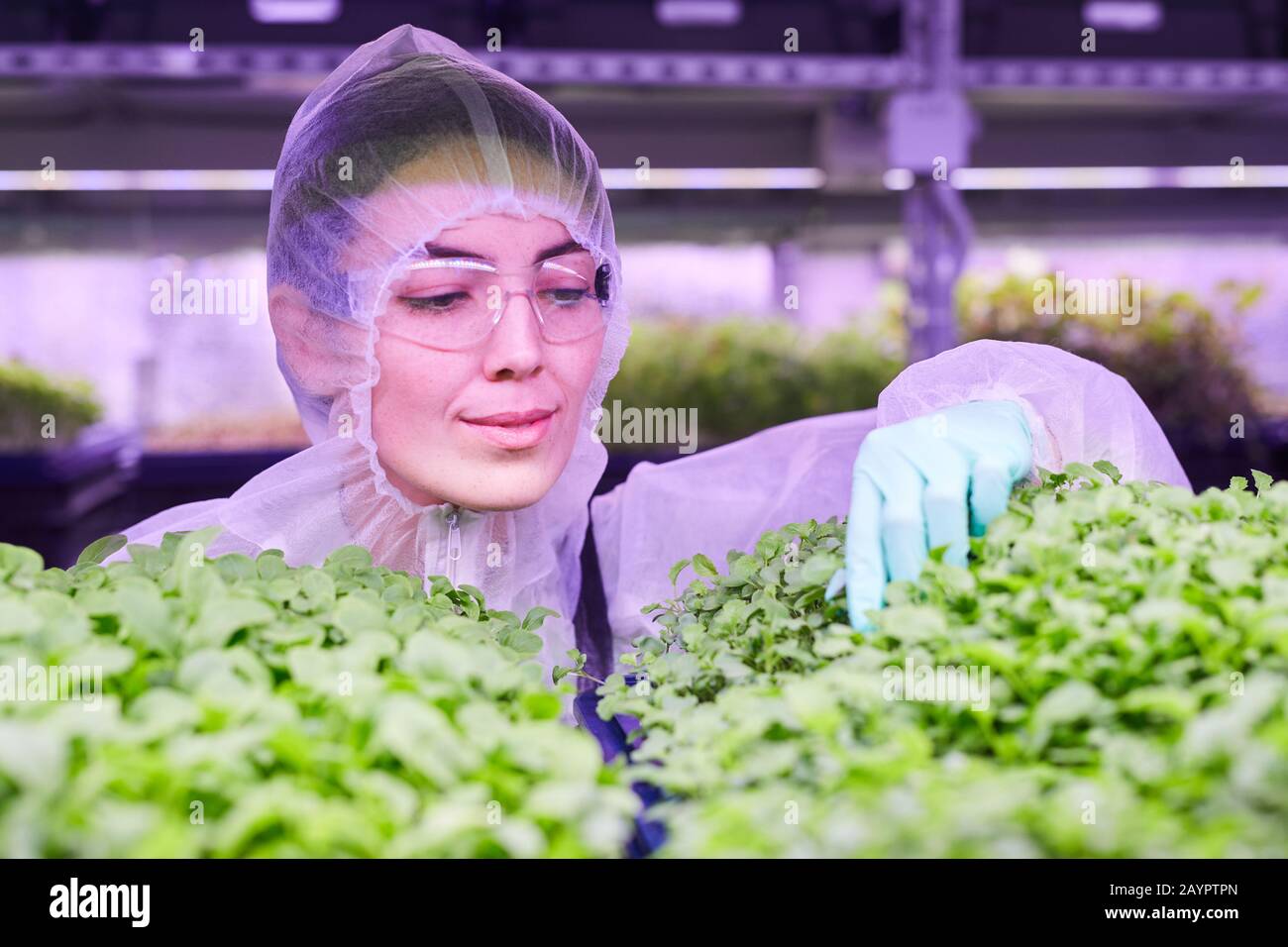 Ritratto di ingegnere agricolo femminile che esamina le piante mentre lavora in serra vivaio illuminato da luce blu, copia spazio Foto Stock