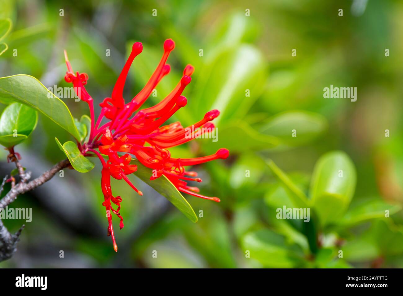 Primo piano di Embothrium coccineum, comunemente conosciuto come il fuoco cileno, il focolare cileno o Notro nel Parco Nazionale Los Glaciares vicino a El Calafate, A. Foto Stock