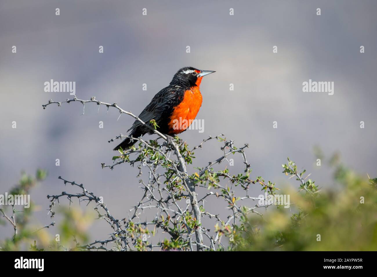 Un meadowlark a coda lunga (Sturnella Loca) al Laguna Nimez Bird Sanctuary di El Calafate, Argentina. Foto Stock