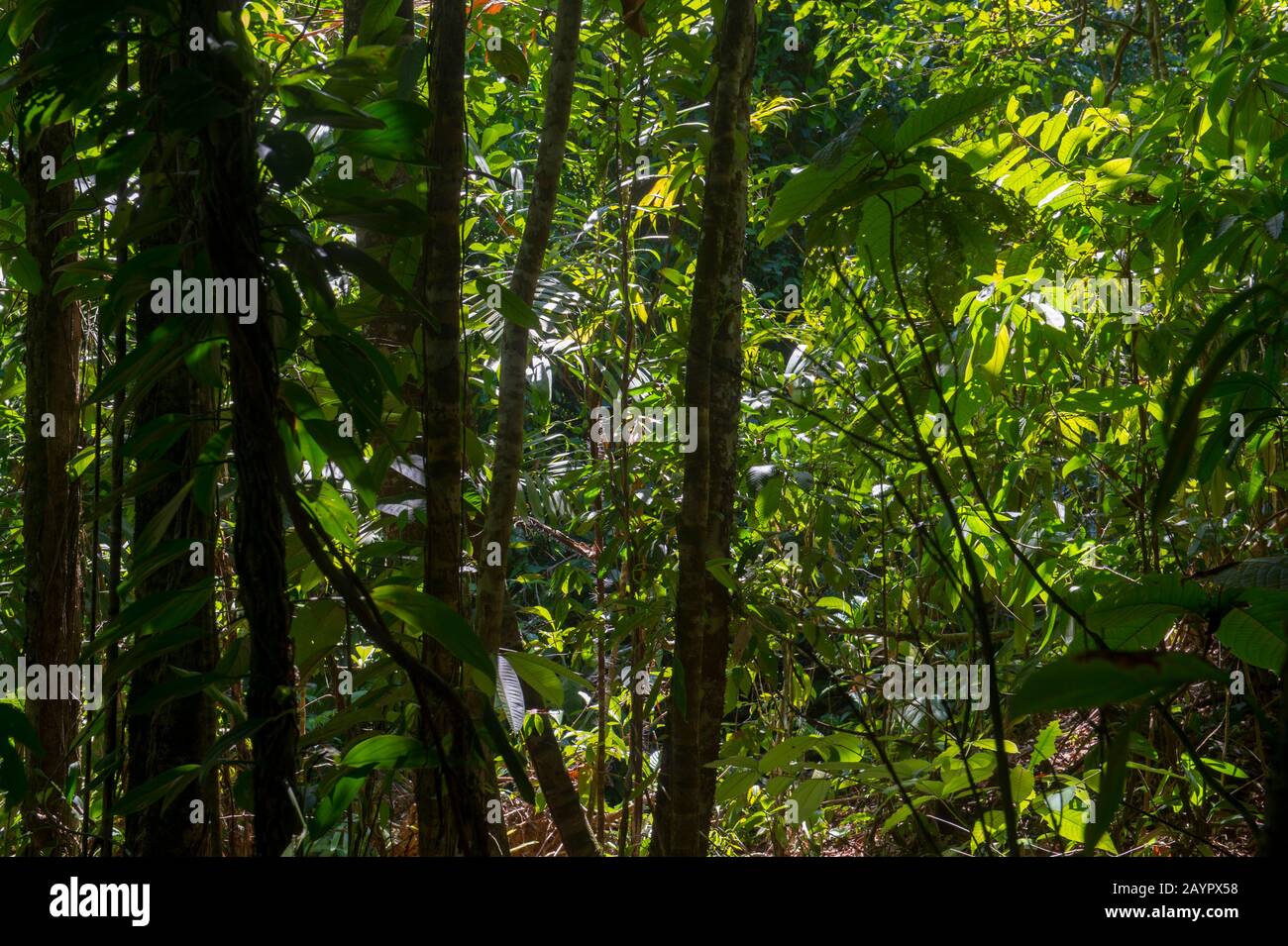 Lascia retroilluminata nella foresta pluviale vicino alla Stazione Biologica Campanario che si trova nella foresta pluviale tropicale delle pianure del Pacifico nella Penisola di Osa Foto Stock