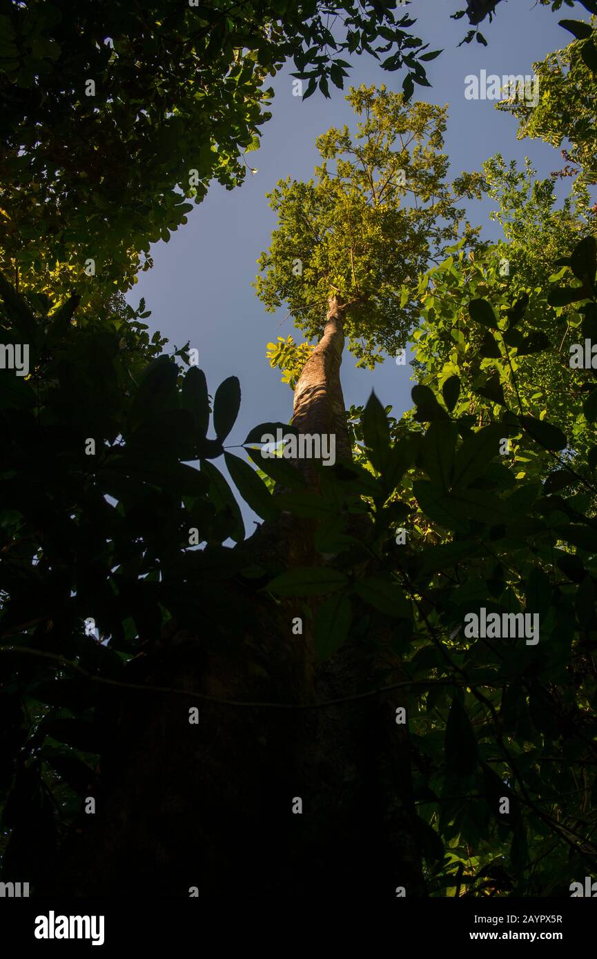 Vista sul baldacchino della foresta pluviale vicino alla stazione Biologica Campanario che si trova nella foresta pluviale tropicale delle pianure del Pacifico dei Penins Osa Foto Stock