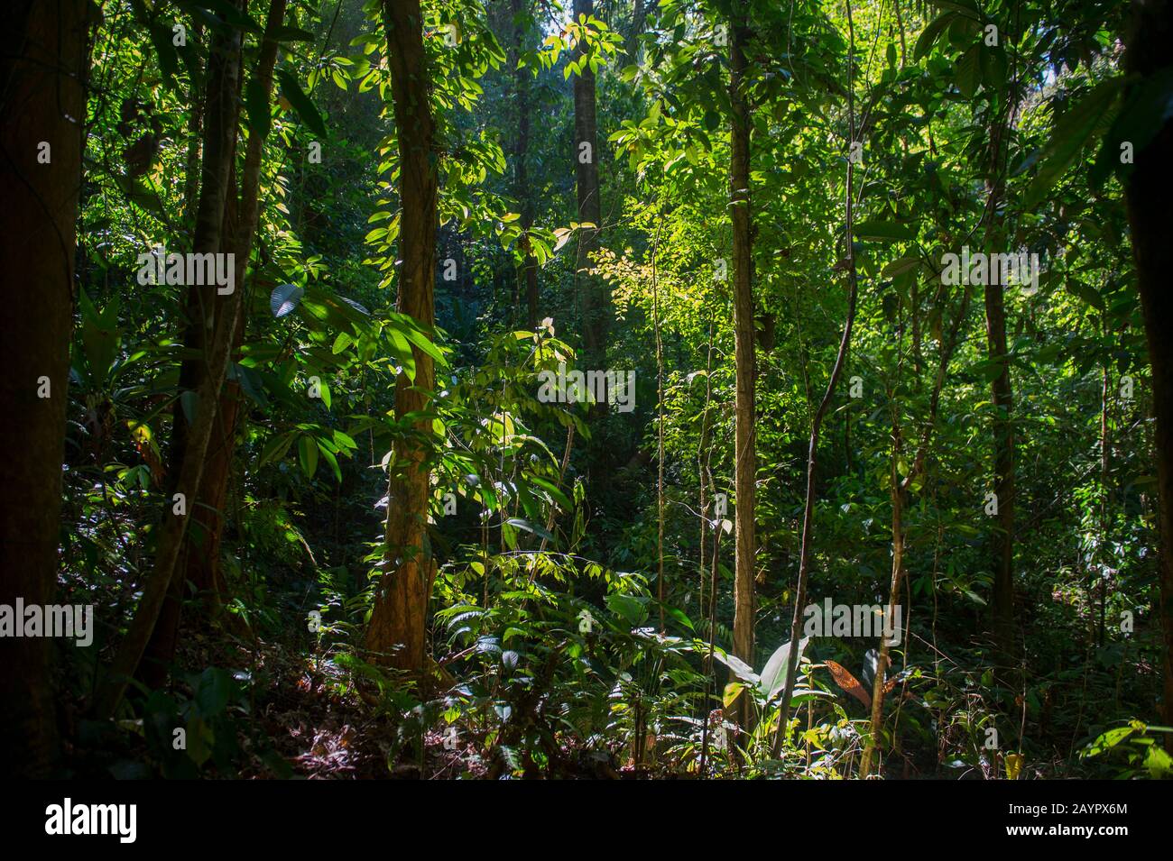Lascia retroilluminata nella foresta pluviale vicino alla Stazione Biologica Campanario che si trova nella foresta pluviale tropicale delle pianure del Pacifico nella Penisola di Osa Foto Stock