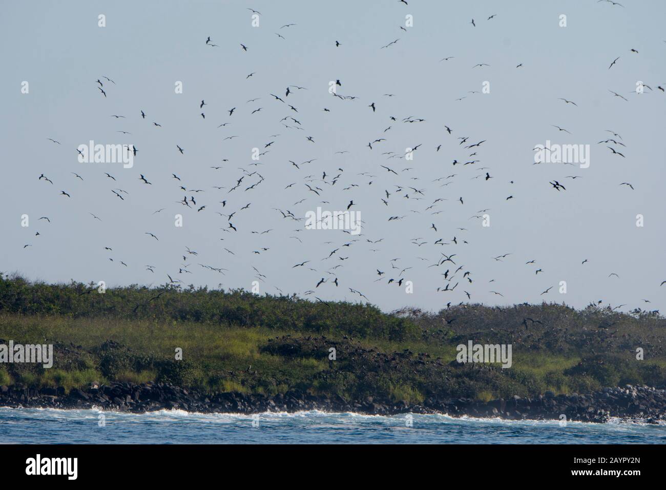 Vista dell'isola di Iguana a Panama con Magnifici uccelli fregati (Fregata magnificens) che volano sulla loro area di nidificazione sull'isola. Foto Stock