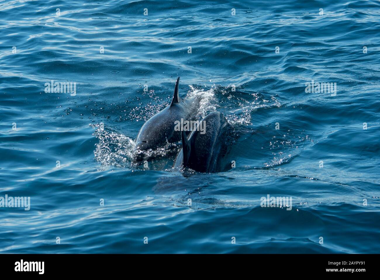 Due delfini pantropicali macchiati (Stenella attenuata) che dipanano nell'Oceano Pacifico al largo della costa di Panama. Foto Stock