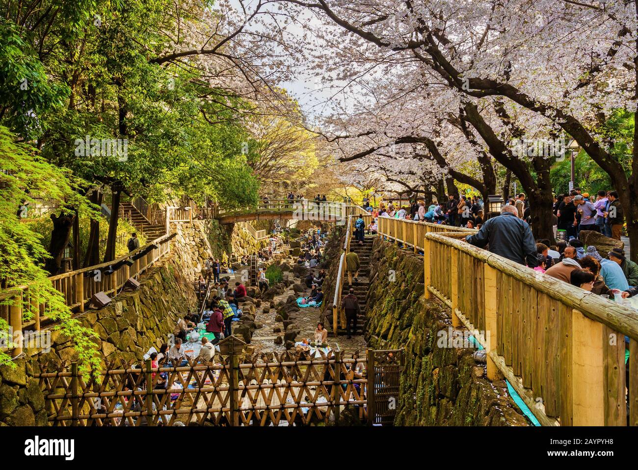 Hanami a Tokyo. Le persone godono sakura (albero di ciliegio giapponese) fiori mangiare e bere nel parco Acquatico di Otonashi Foto Stock
