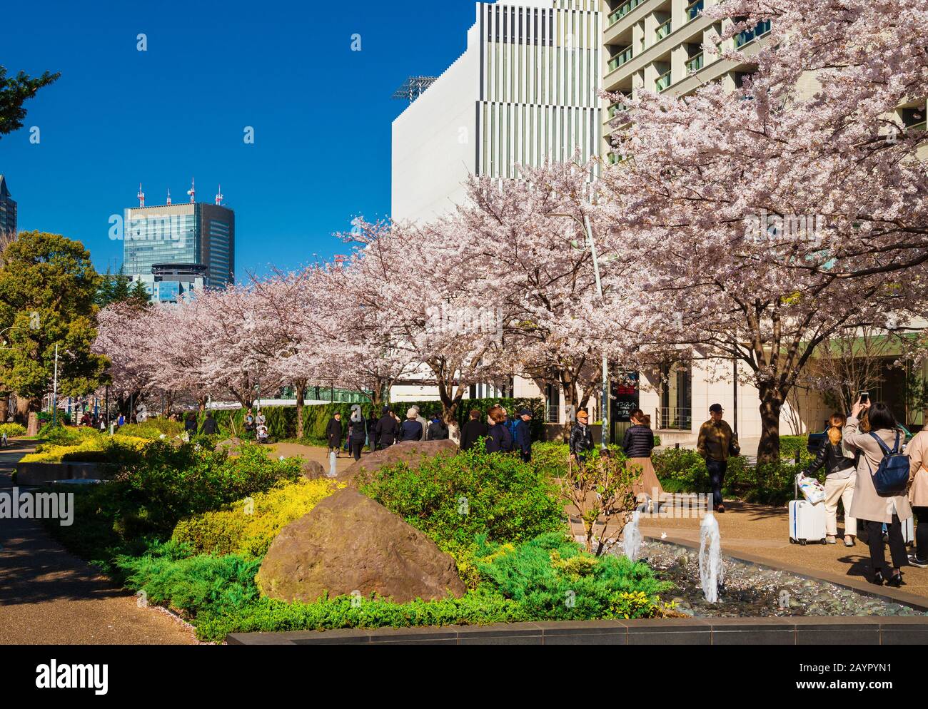 Hanami a Tokyo. Le persone godono sakura (albero di ciliegio giapponese) fiori camminando lungo il Midtown Garden Park nel quartiere di Roppongi Foto Stock