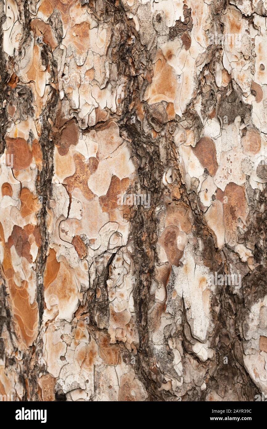 Tessitura Di Pino Rosso. Sfondo Dettagliato Di Un Bellissimo Albero. Foto Stock