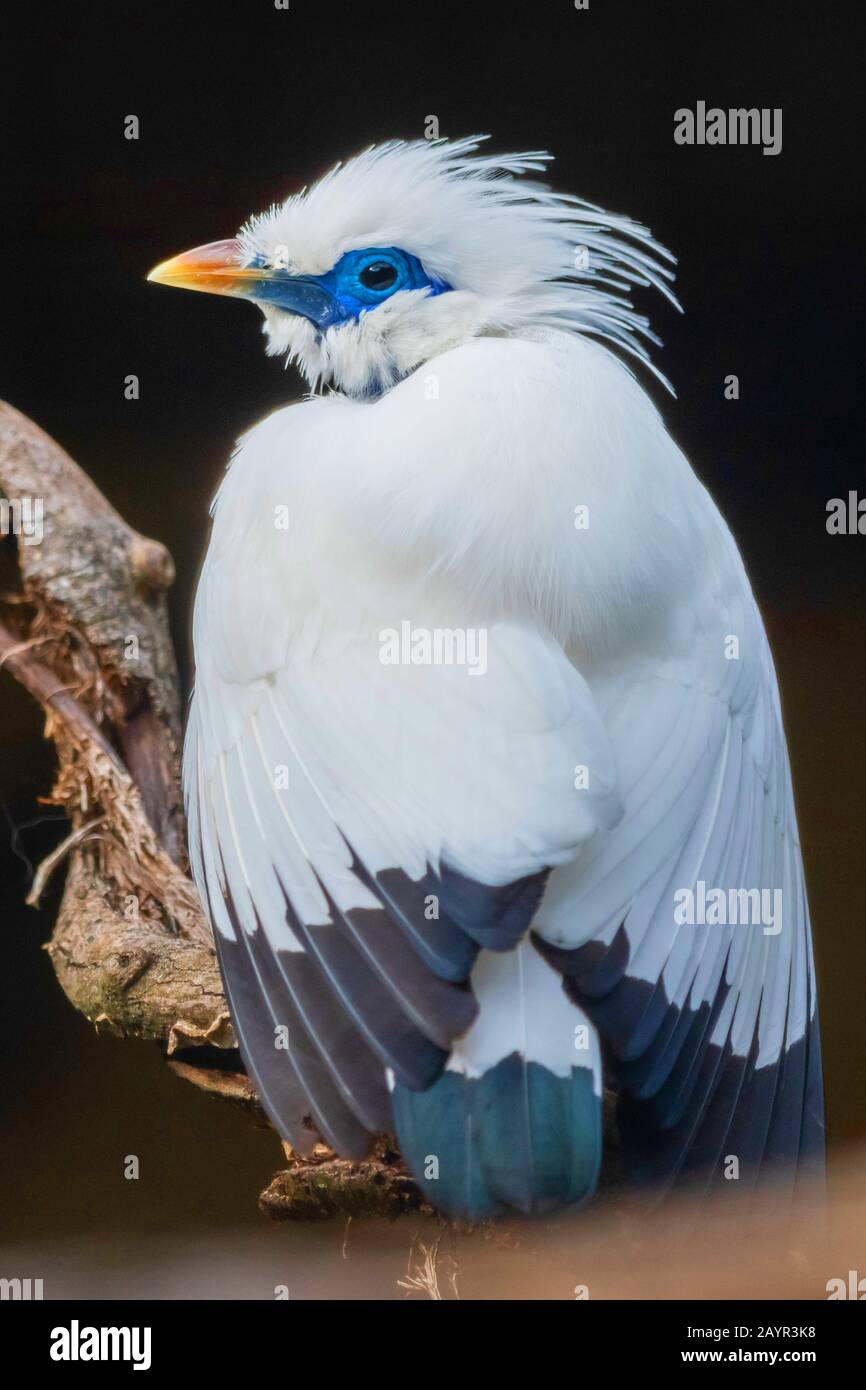 La mynah di Rothschild (Leucopsar rothschildi), perching su un ramo morto, vista posteriore Foto Stock