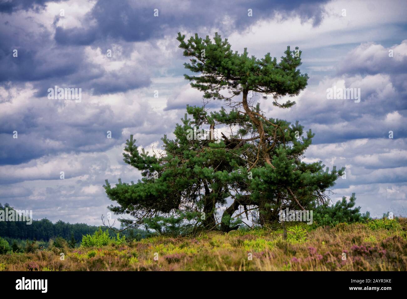Pino scotch, pino scozzese (Pinus sylvestris), il vento formò pino nella brughiera di Sauerland, Germania, Renania settentrionale-Vestfalia, Sauerland Foto Stock