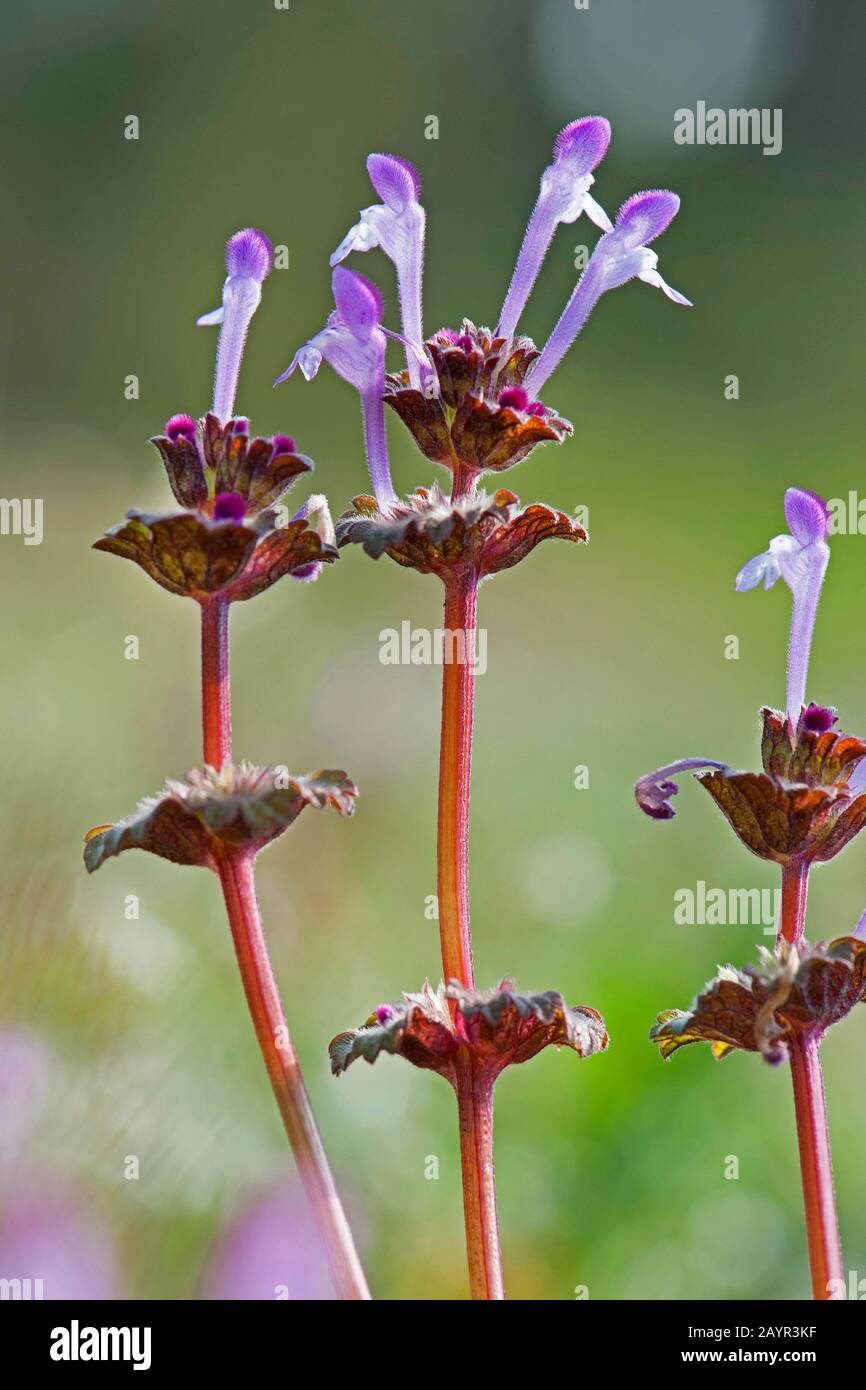 Henbit morti di ortica, deadnettle comune (Lamium amplexicaule), fioritura, Germania Foto Stock