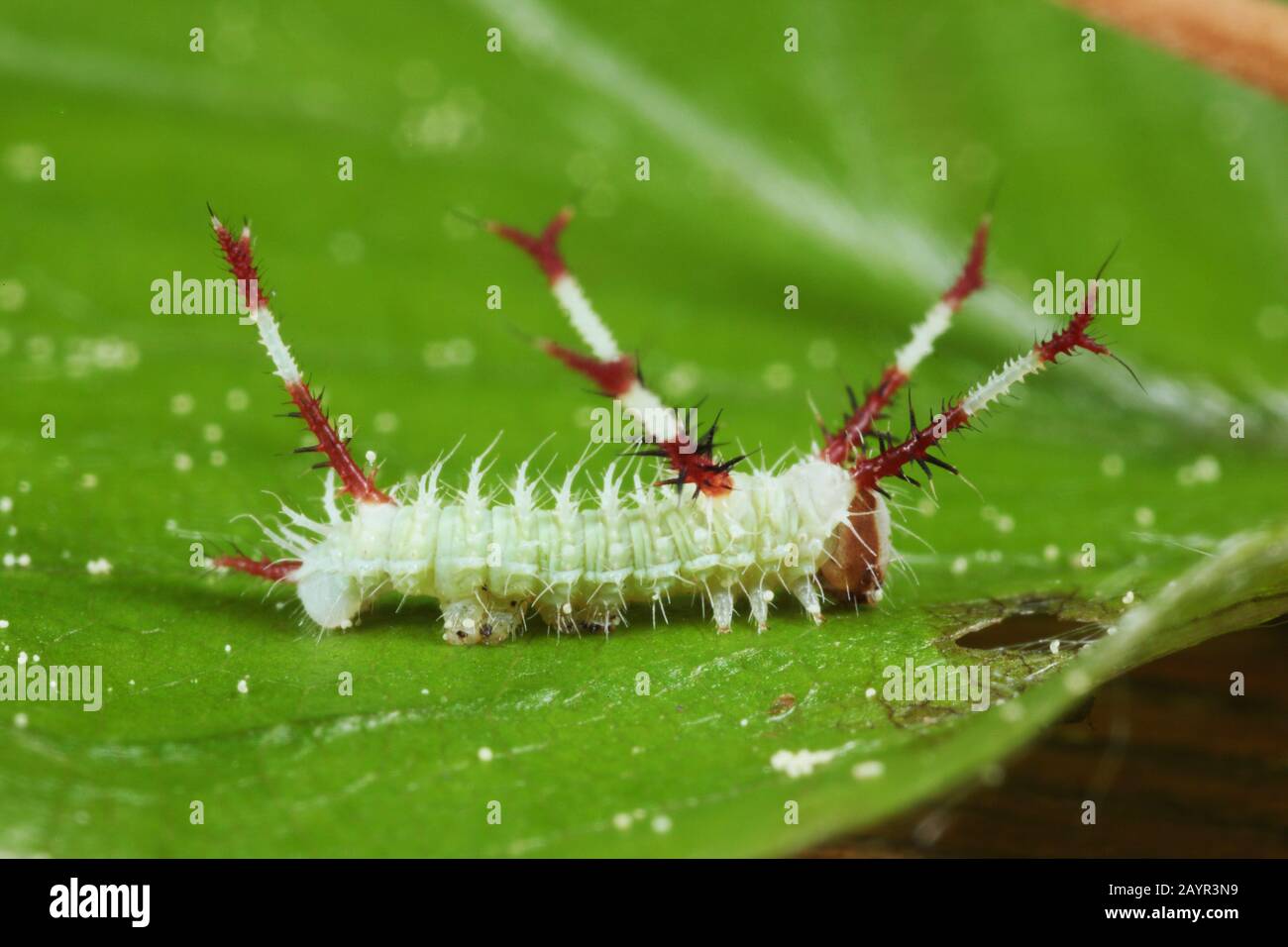 Tau imperatore (Aglia tau), caterpillar su una foglia, Germania Foto Stock