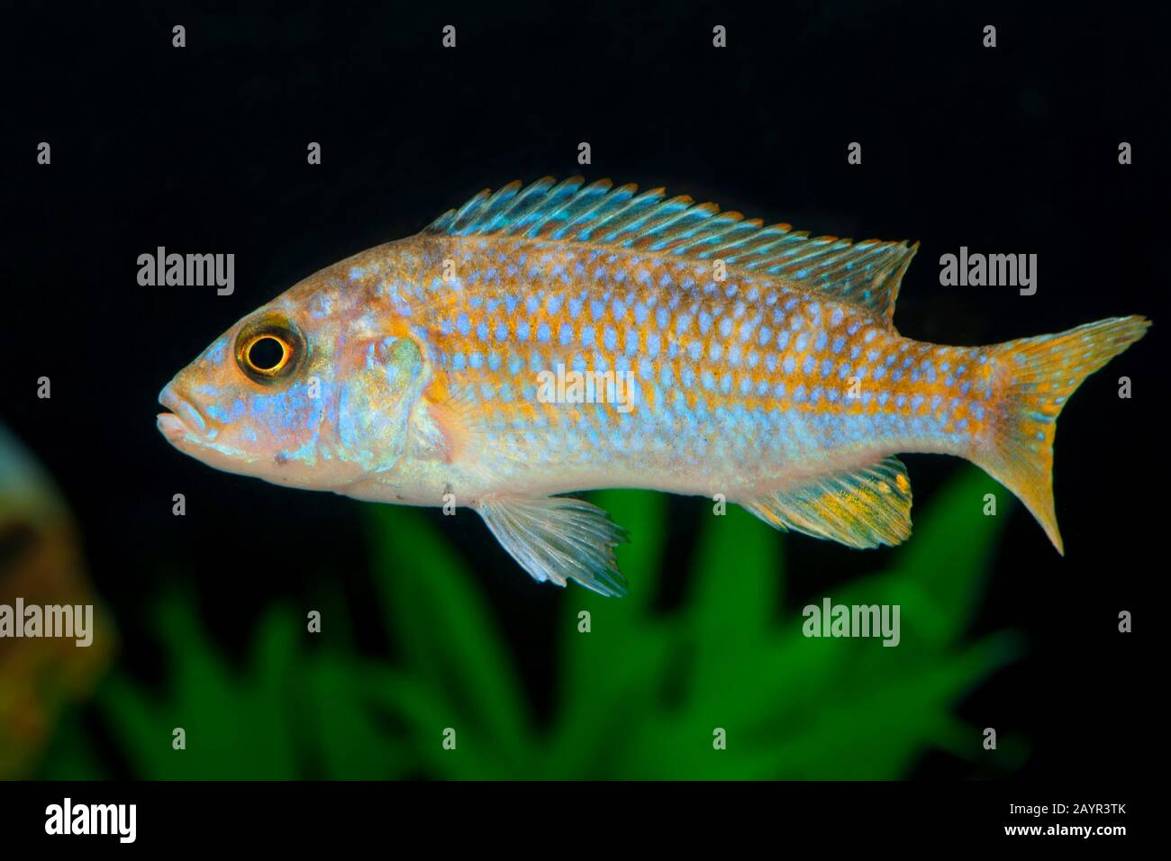 Perla di Likoma (Pseudotropheus joanjohnsonae, Labidocromis joanjohnsonae, Melanocromis joanjohnsonae), nuoto Foto Stock