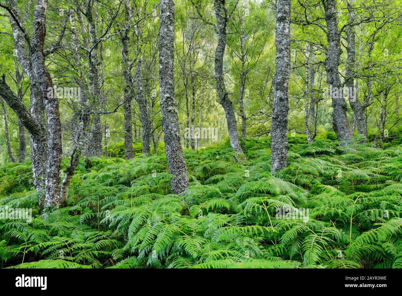 Betulla (spec. Di Betula), foresta di betulla con felce aquila, Regno Unito, Scozia, Riserva Naturale Nazionale di Craigellachie, Aviemore Foto Stock