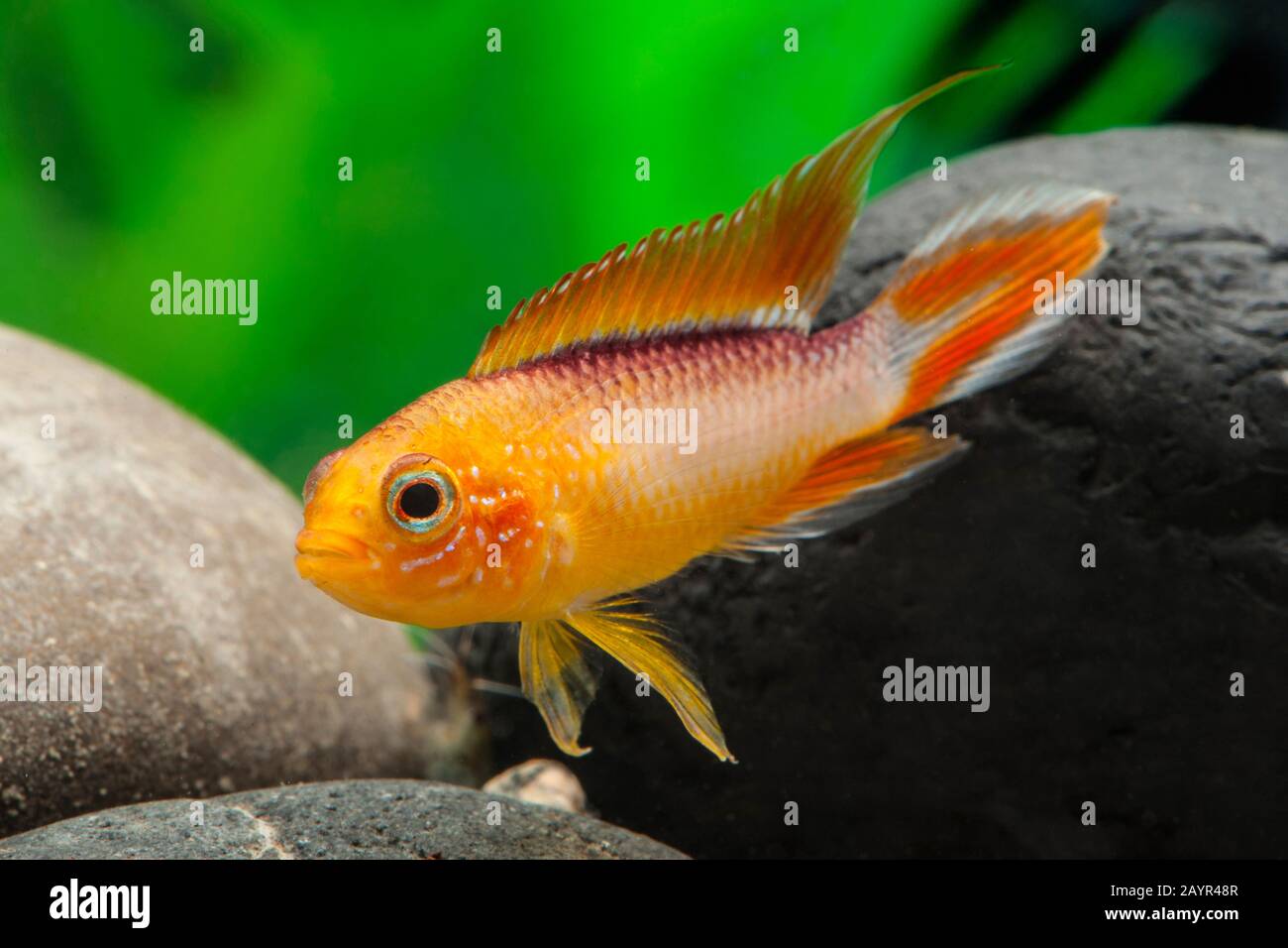 Cockatoo dwarf Cichlid (Apistogramma cacatuoides Dreifach rot), Superred Foto Stock