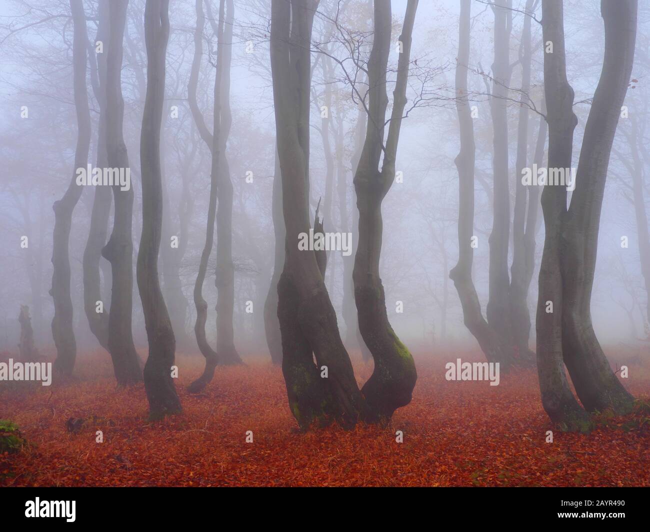 Faggio comune (Fagus sillavatica), faggeta allo Stuermer (Bournak) in autunno nebbia, Repubblica Ceca, Monti Erz, Mikulov Foto Stock