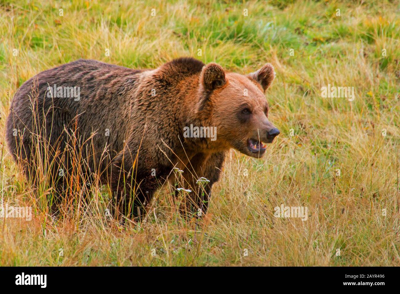 Orso bruno (Ursus arctos), in un prato alpino, Svizzera, Grigioni Foto Stock