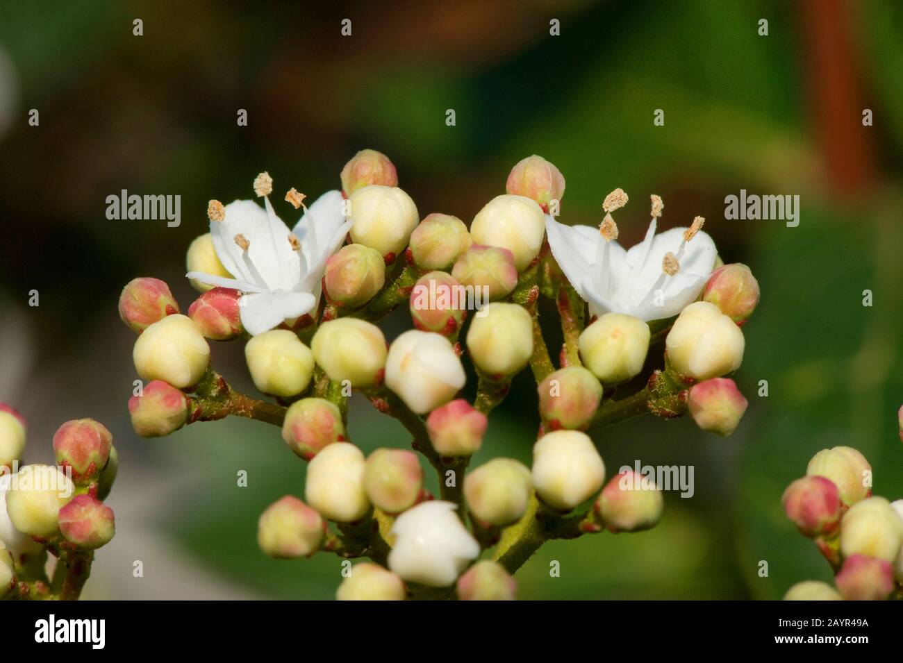 Laurustinus (viburnum tinus), fiori e germogli Foto Stock