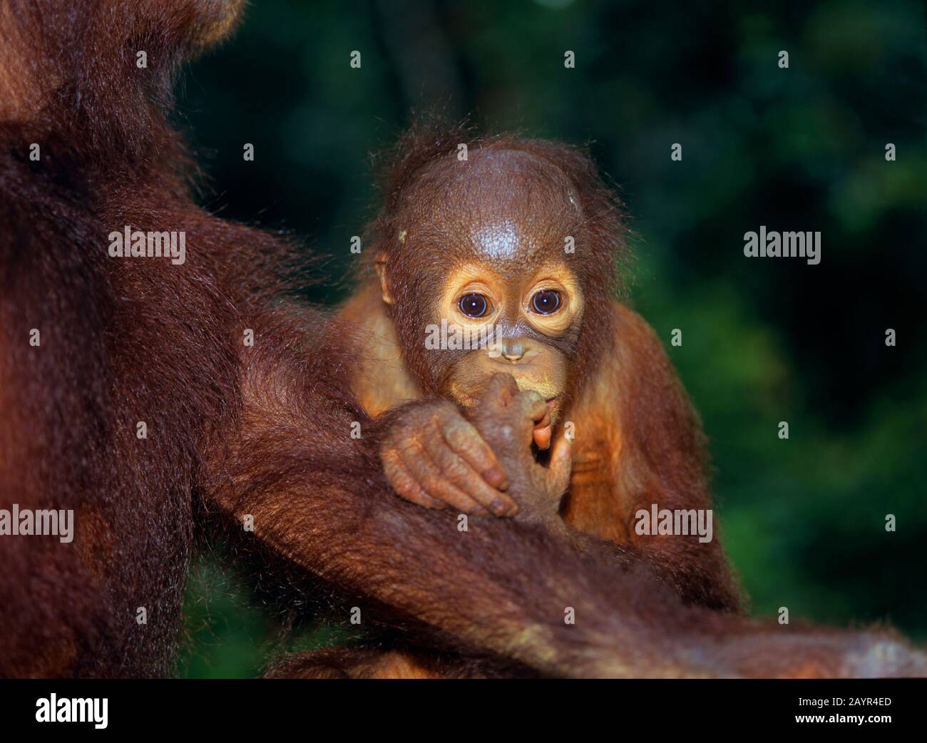 Borneo orangutan (Pongo pygmaeus pygmaeus), giovane animale in una stazione di rilascio, ritratto, Malesia, Borneo Foto Stock