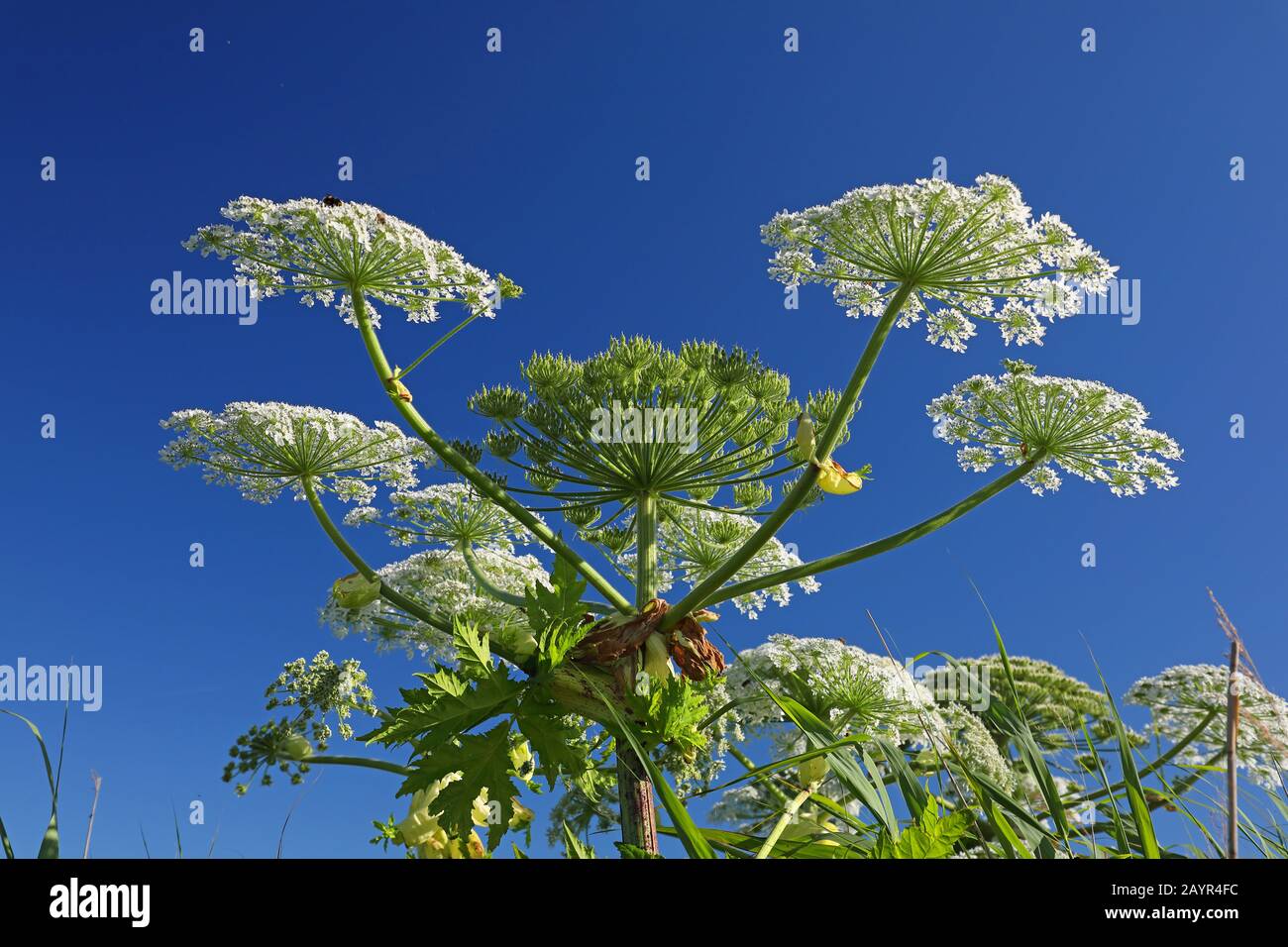 Hogweed gigante (Heracleum mantegazzianum), infiorescenza, Paesi Bassi, Frisia Foto Stock