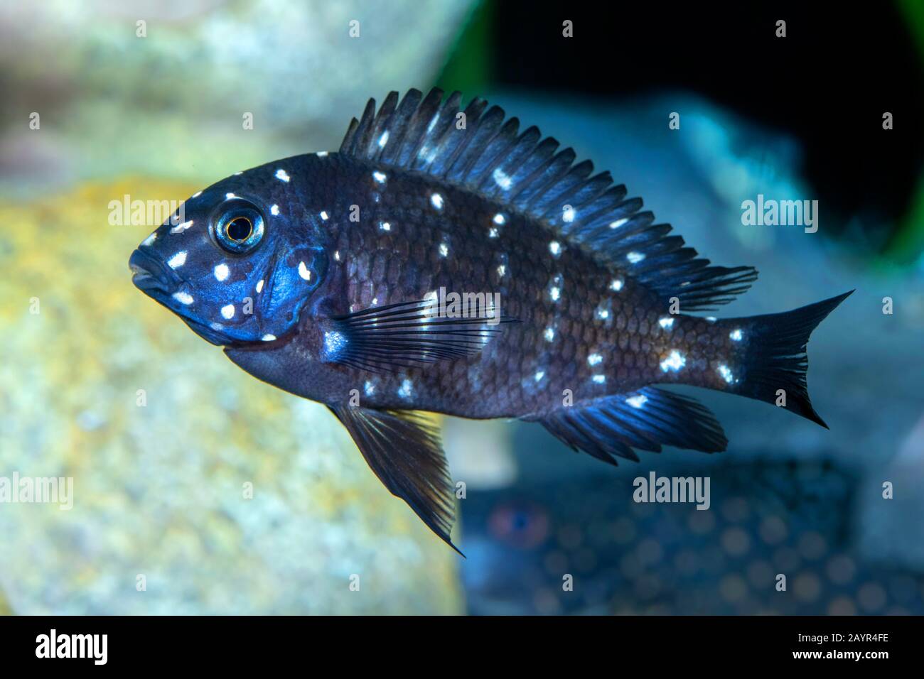 Cichlid (Tropheus duboisi), forma di allevamento Maswa Foto Stock