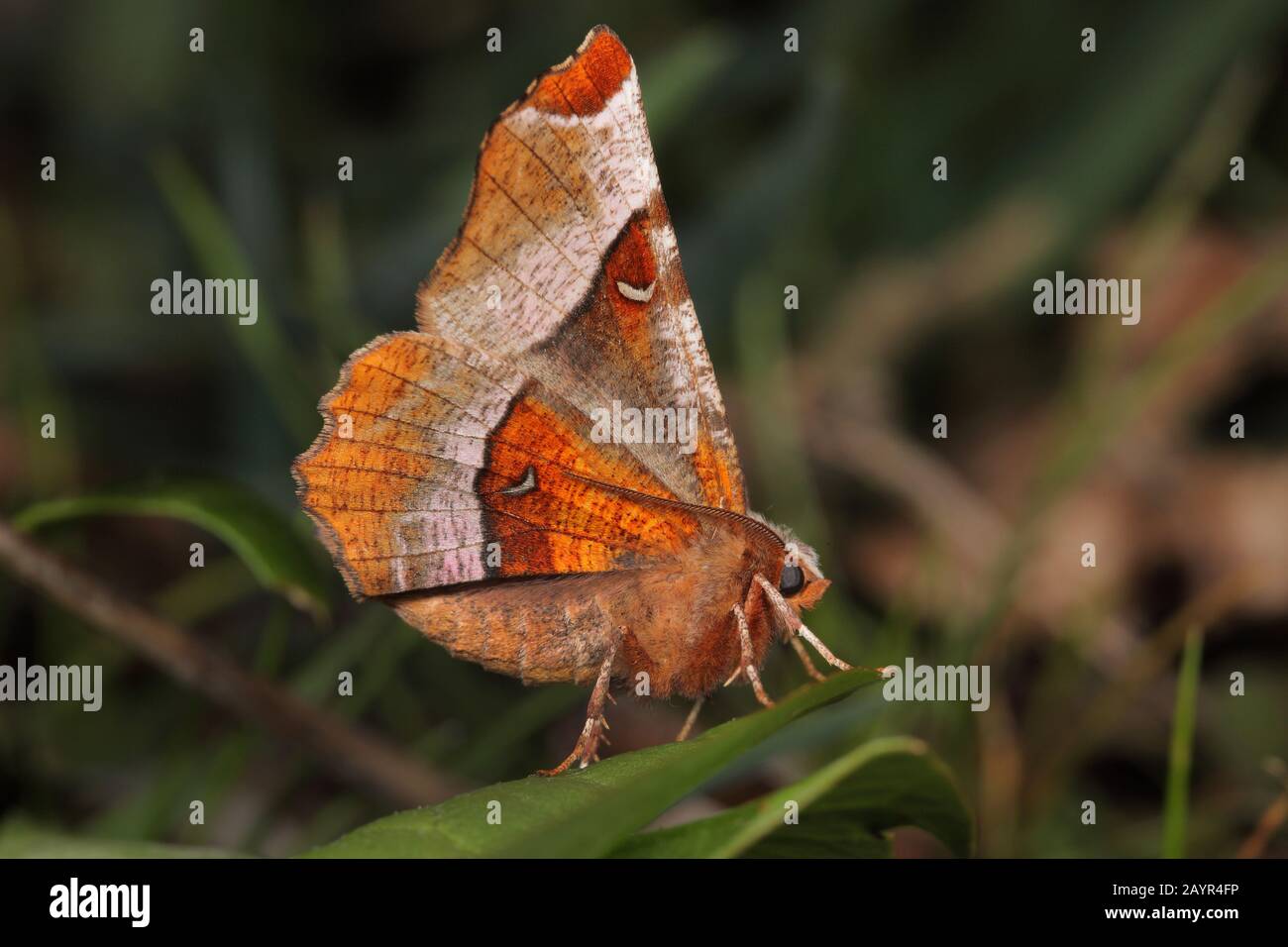 Thorn viola, Lunar Thorn (Selenia tetralunaria), si trova su una lama di erba, Germania Foto Stock