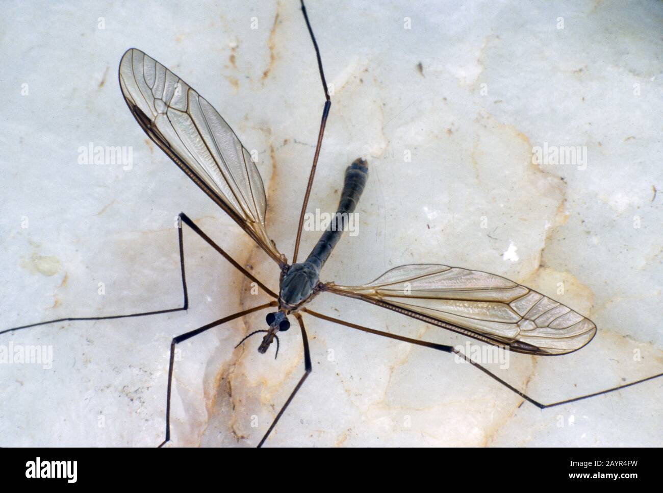 Cavolo cranefly, marrone daddy-lunghe-gambe (Tipula oleracea), maschio, Germania Foto Stock